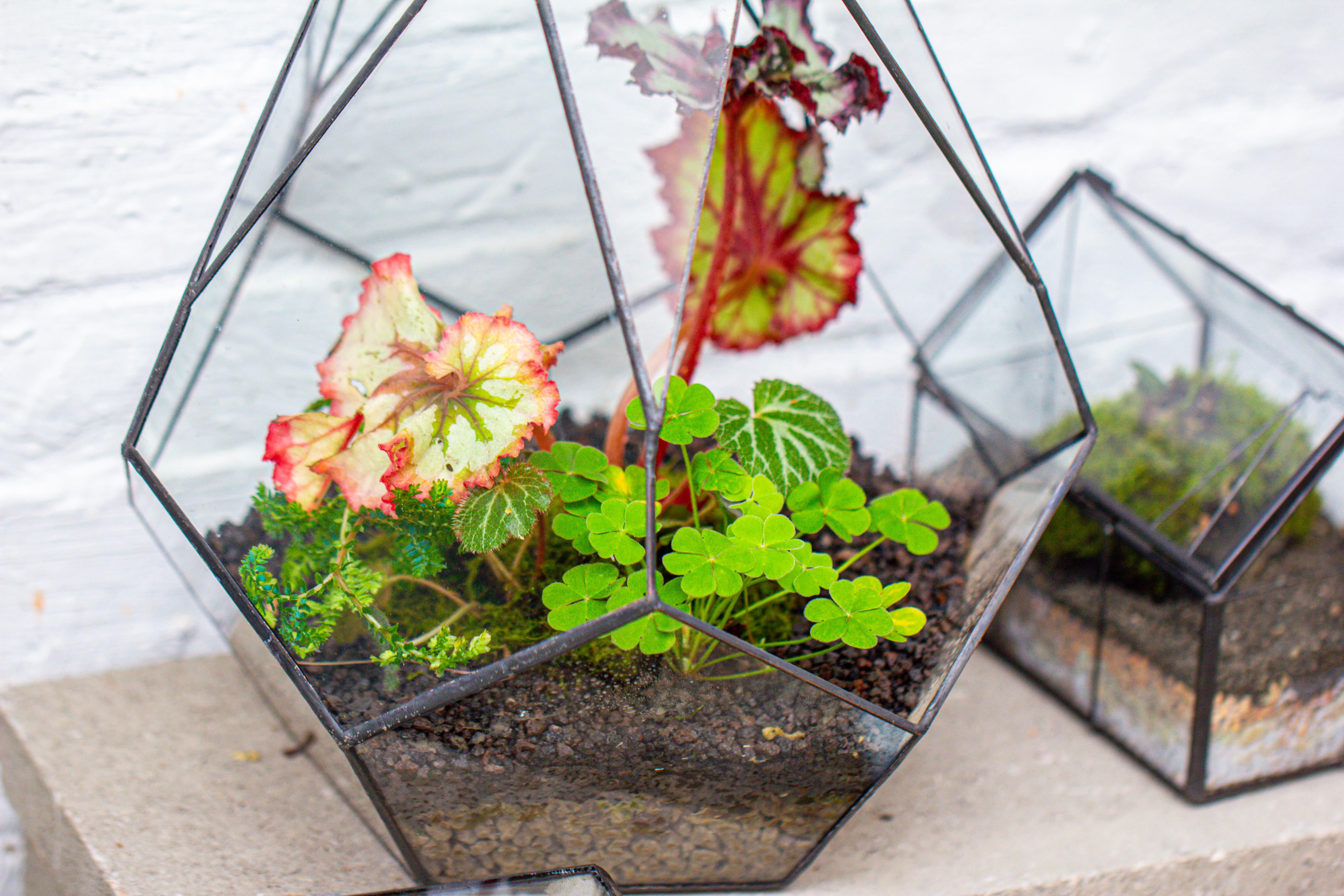 13" Large Teardrop Geometric Terrarium, Open - NCYPgarden