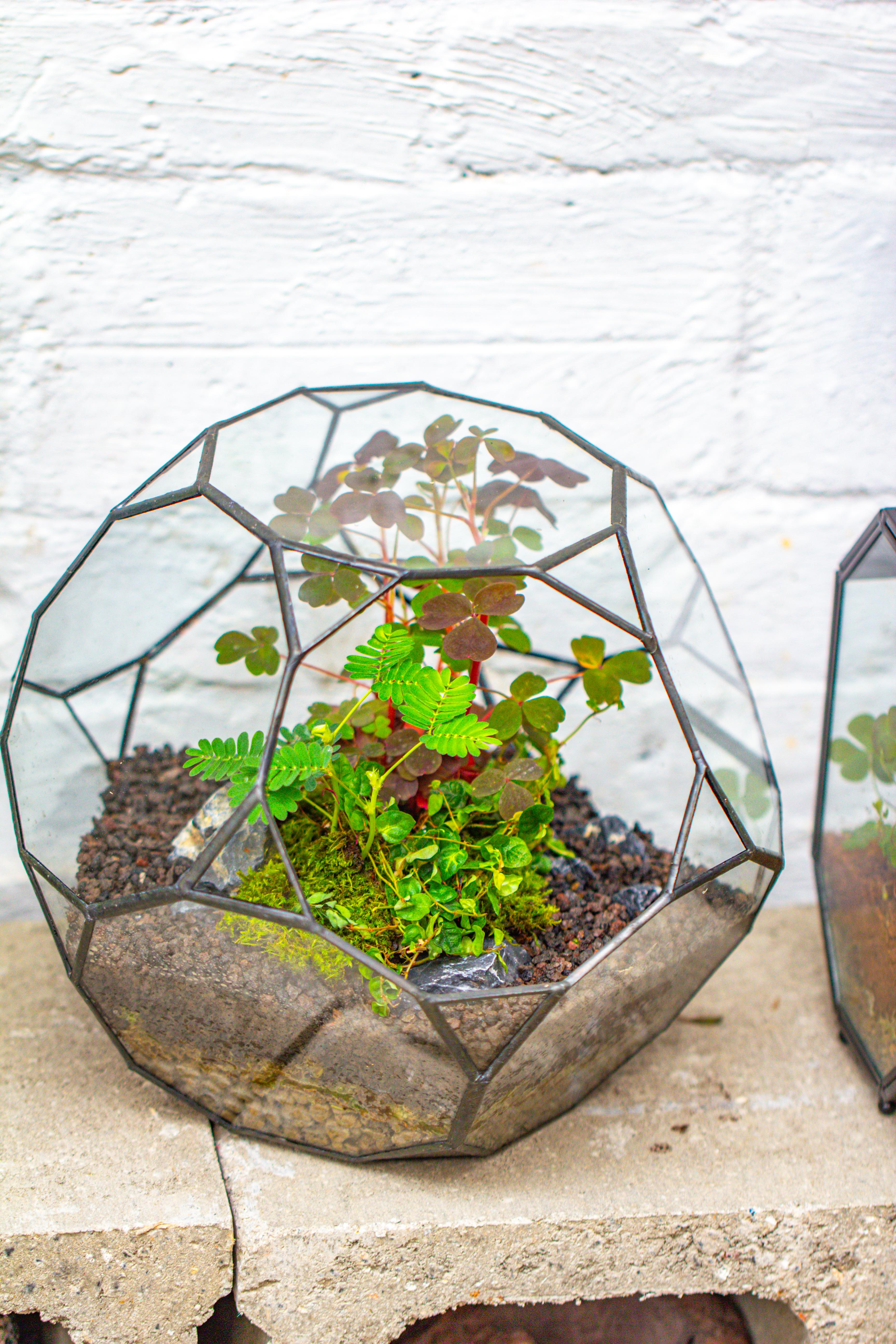 Glass Geometric Terrarium, 32 face , Open, Truncated Dodecahedron - NCYPgarden