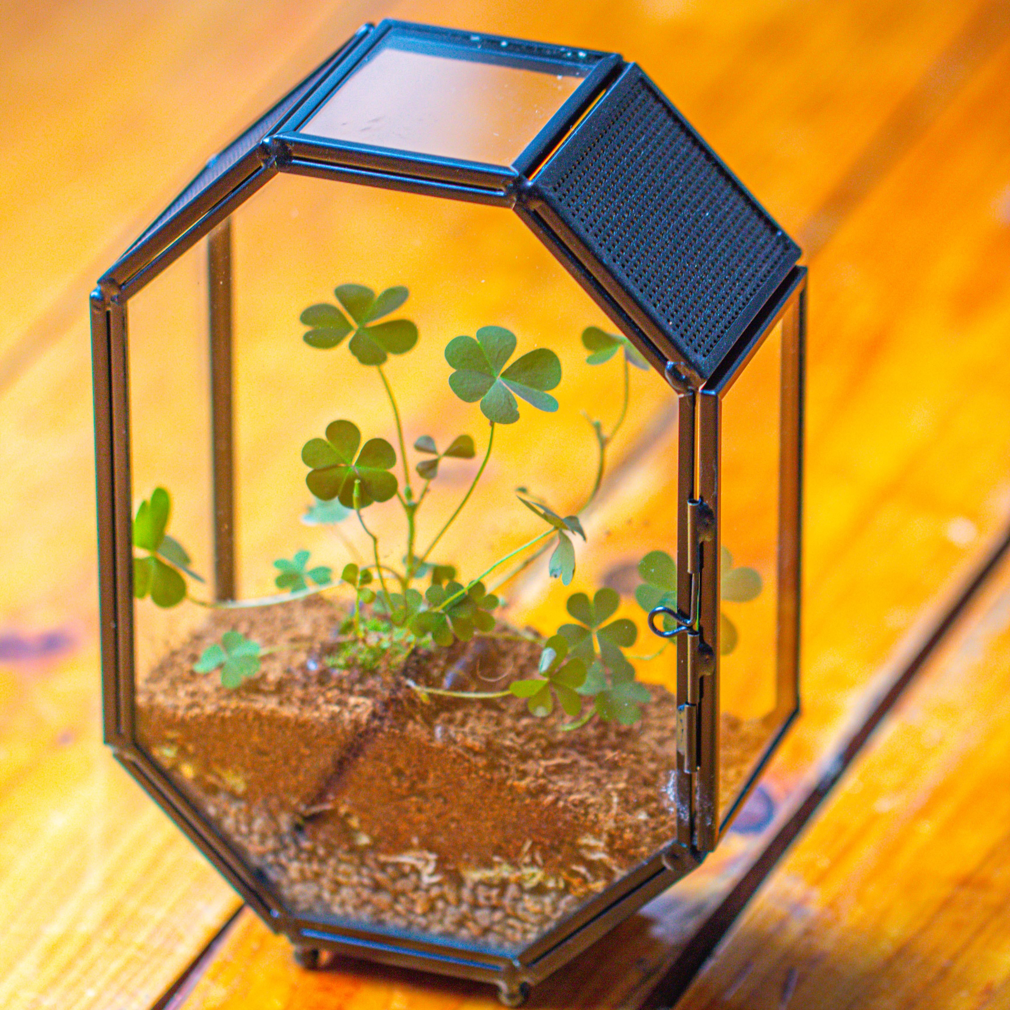 Mini 5x7 inches Octagon Shape Glass Geometric Terrarium Enclosure with Side Vent  for Small Insect, Jumping Spider - NCYPgarden
