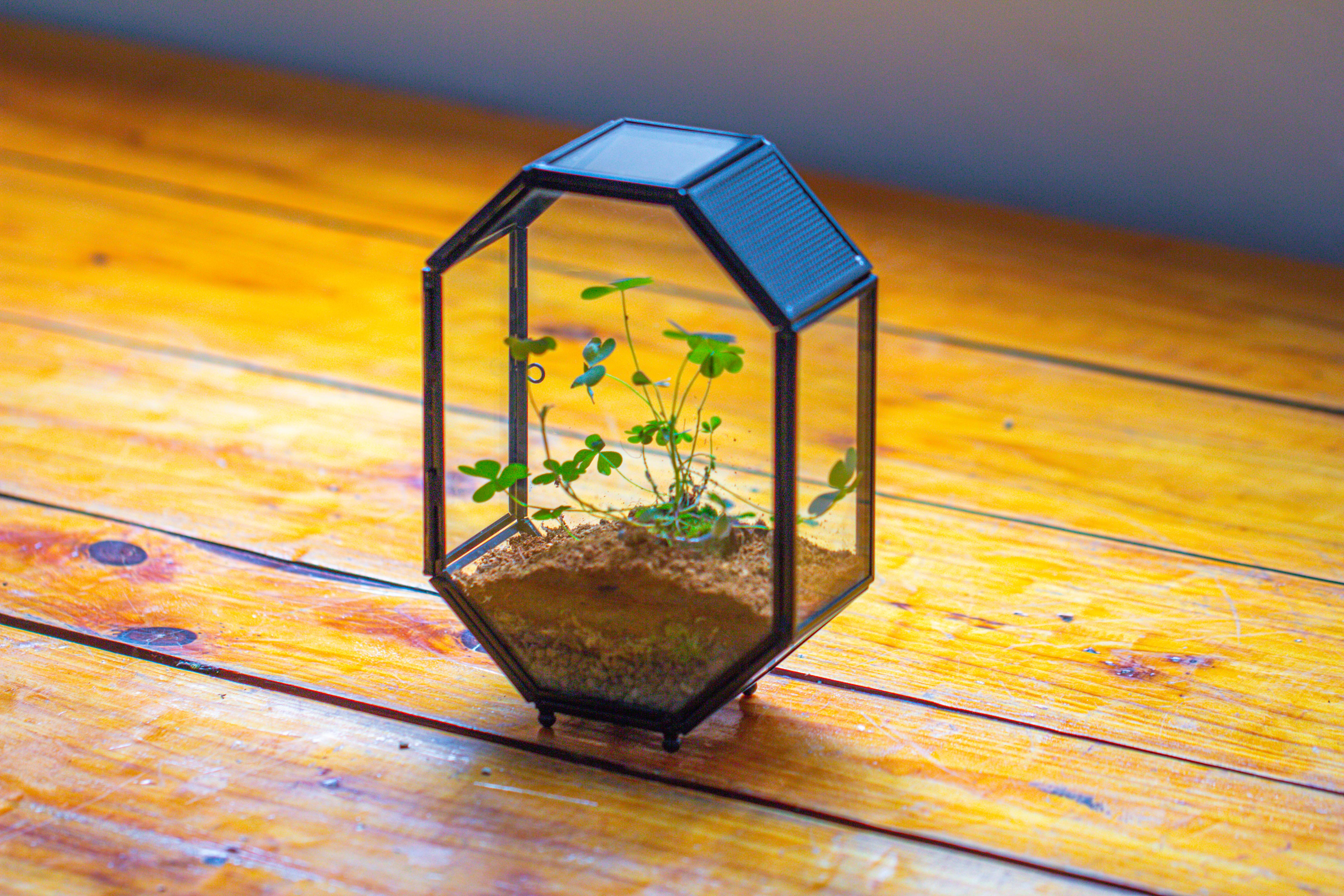 Mini 5x7 inches Octagon Shape Glass Geometric Terrarium Enclosure with Side Vent  for Small Insect, Jumping Spider - NCYPgarden