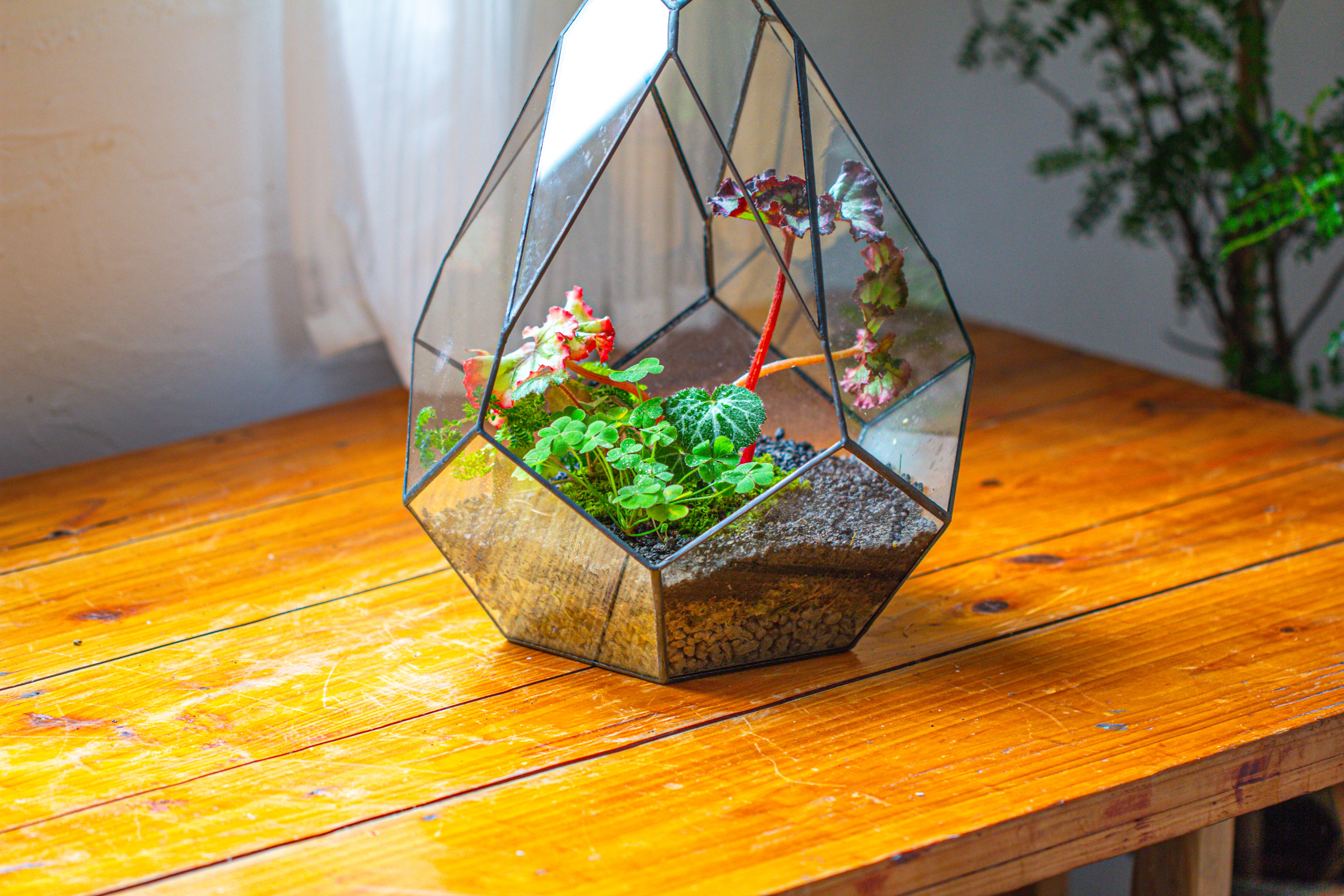 13" Large Teardrop Geometric Terrarium, Open - NCYPgarden