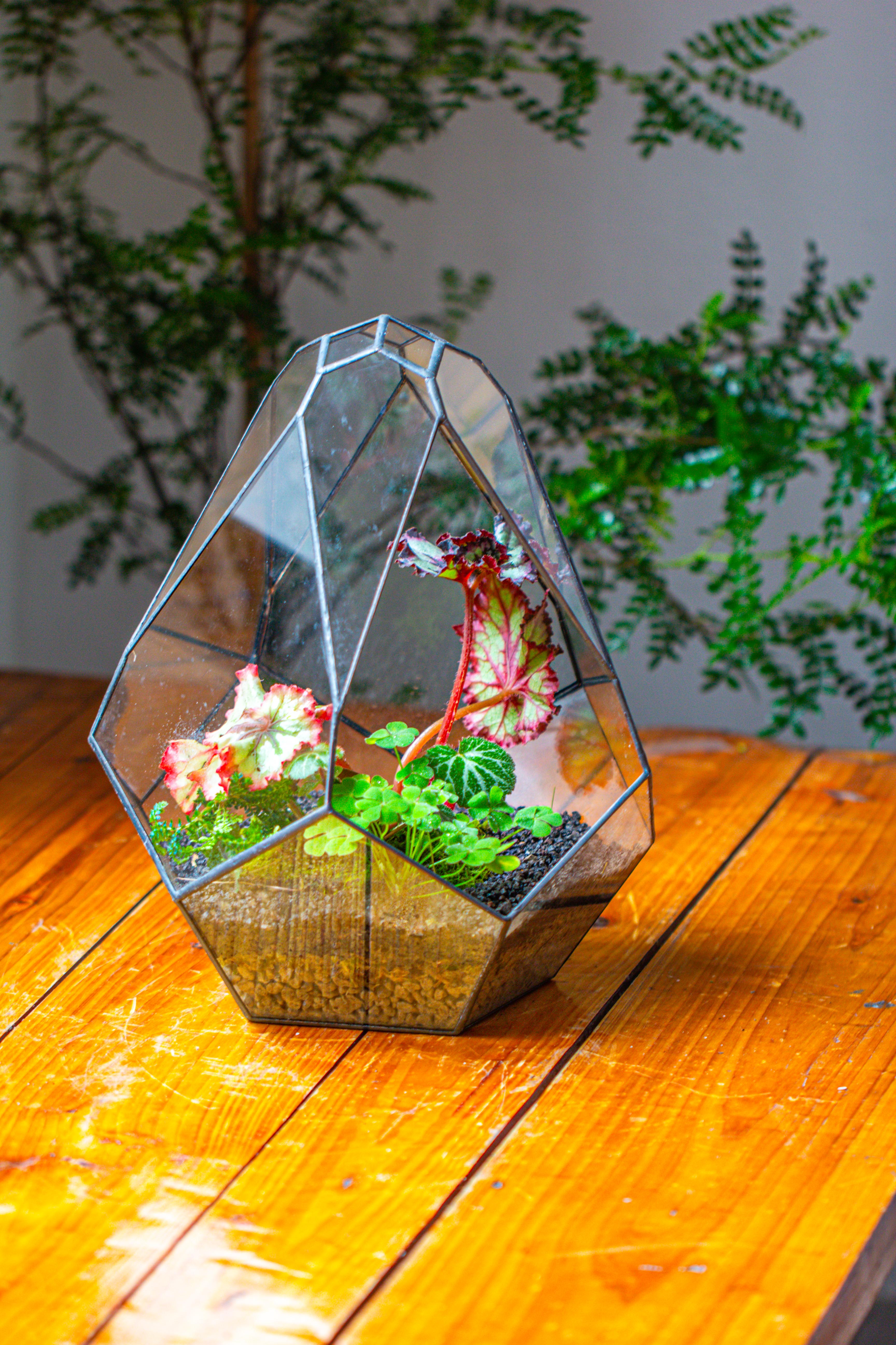 13" Large Teardrop Geometric Terrarium, Open - NCYPgarden