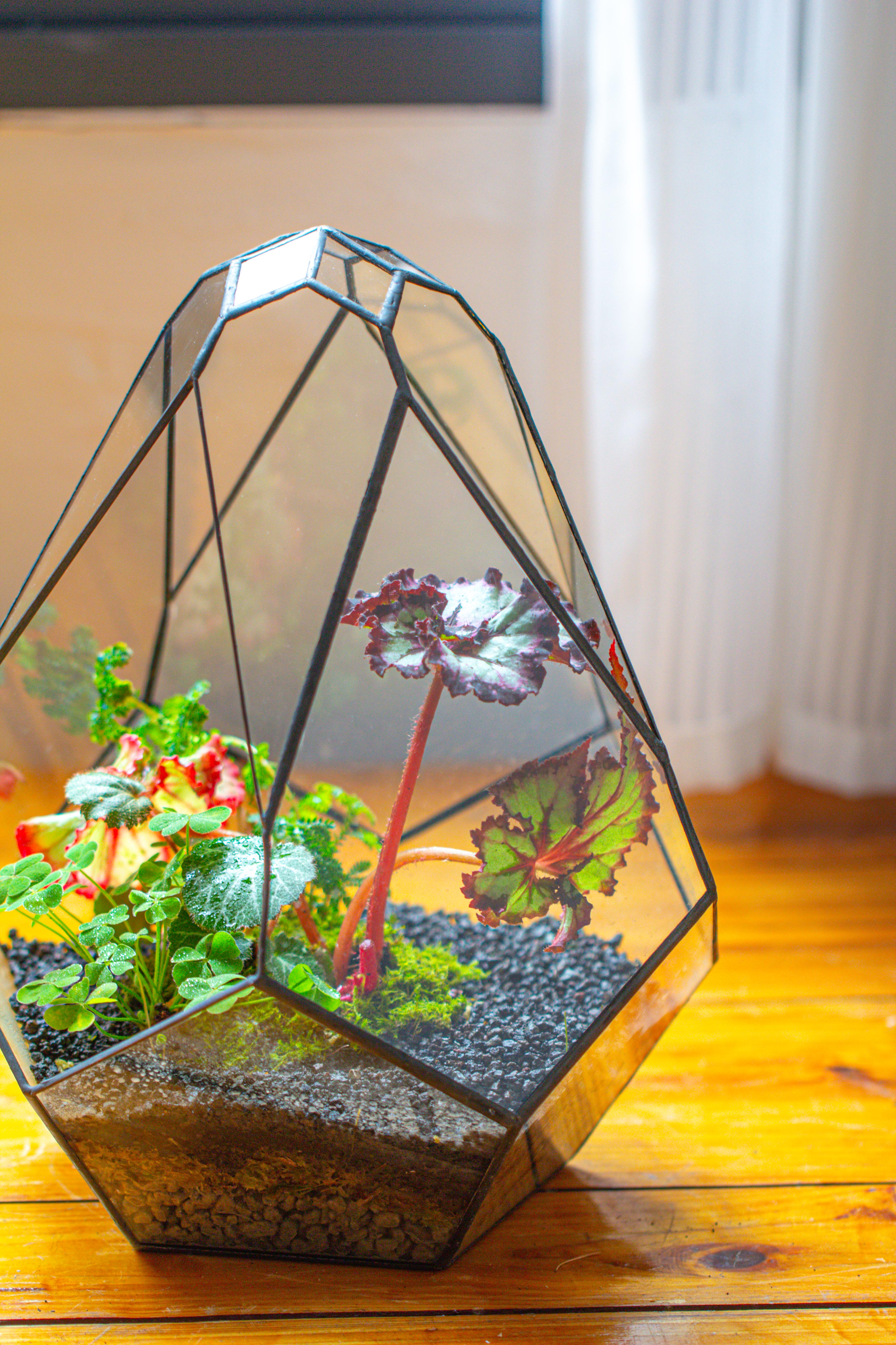 13" Large Teardrop Geometric Terrarium, Open - NCYPgarden