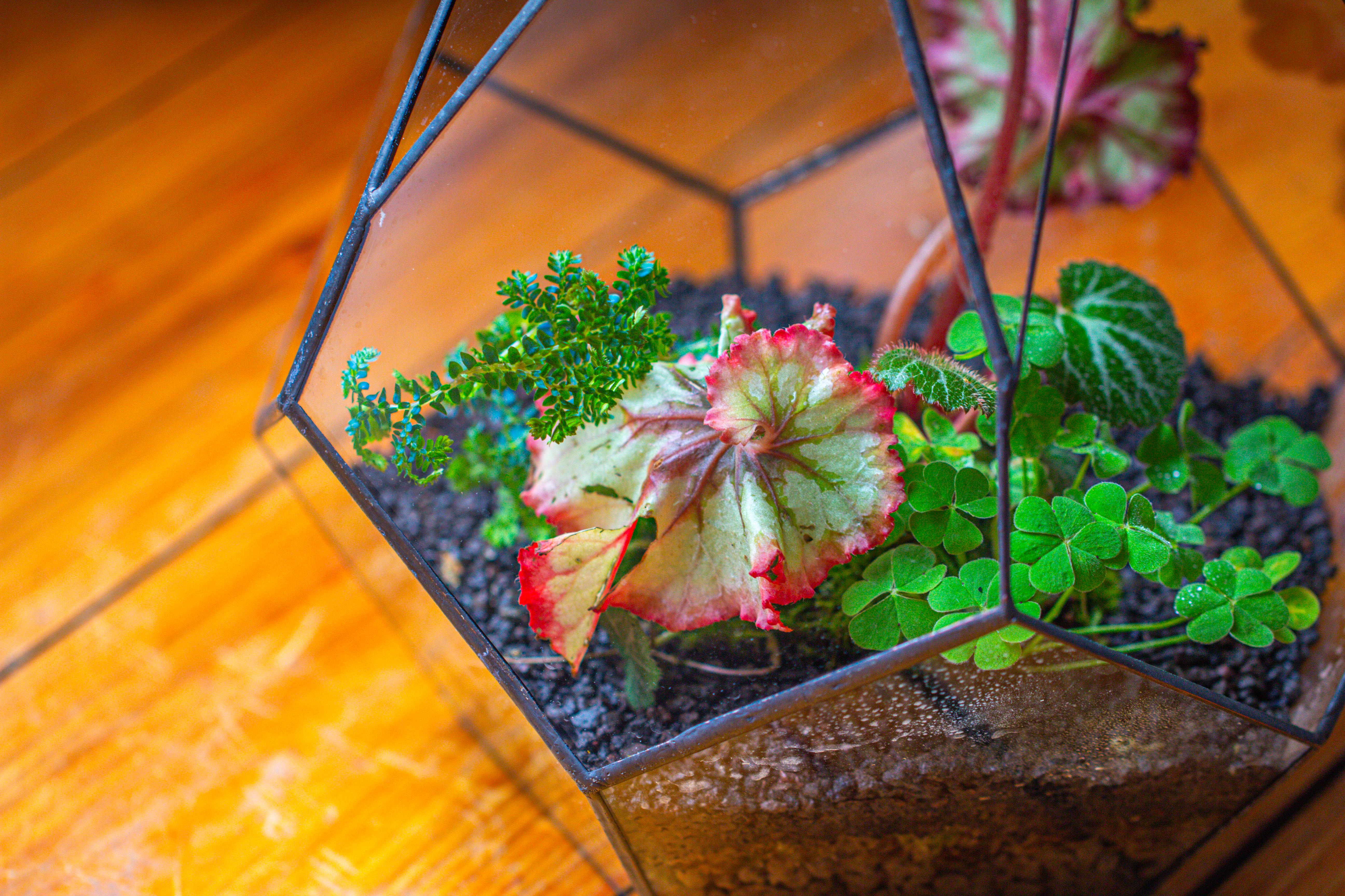 13" Large Teardrop Geometric Terrarium, Open - NCYPgarden