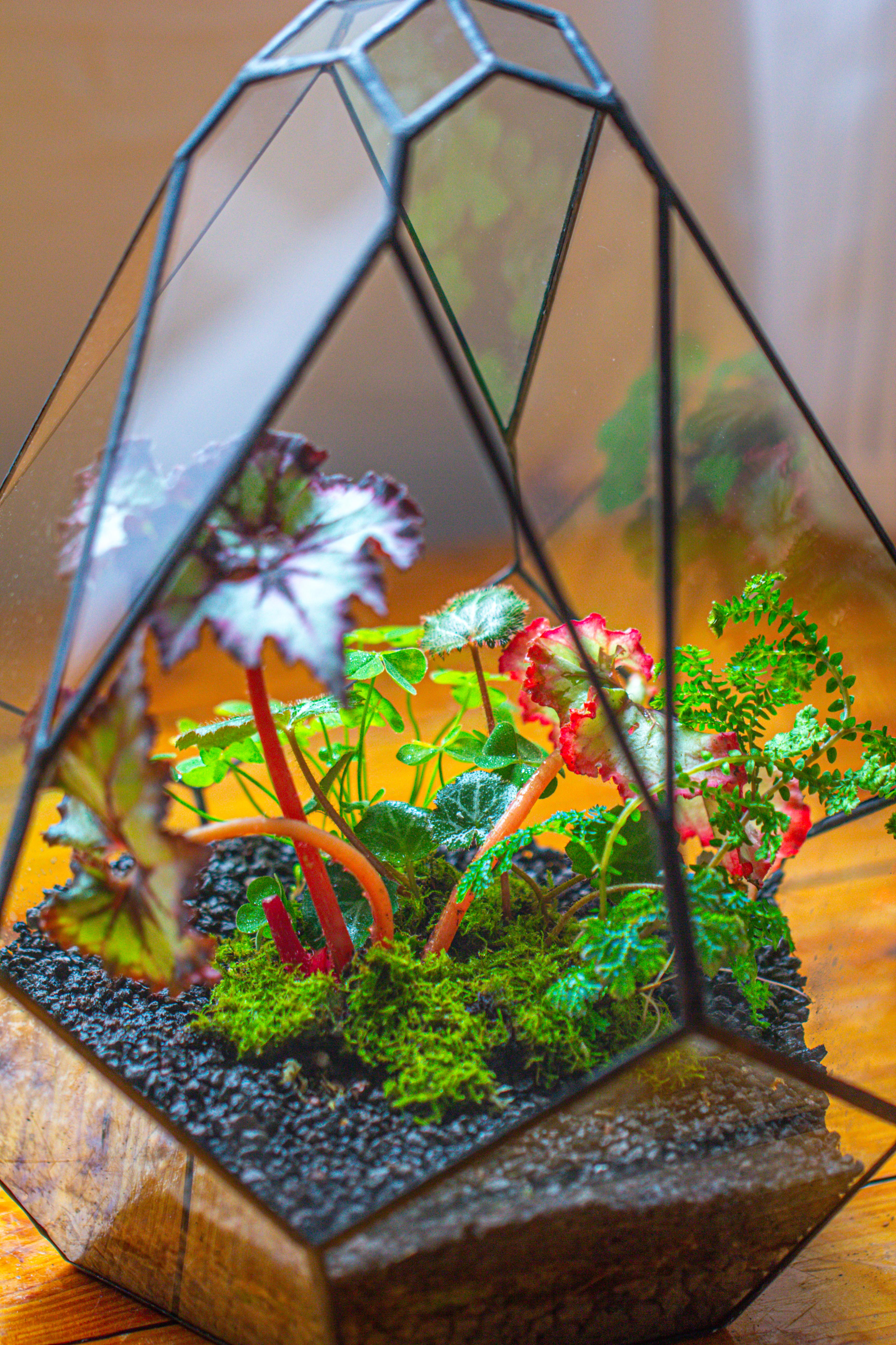 13" Large Teardrop Geometric Terrarium, Open - NCYPgarden