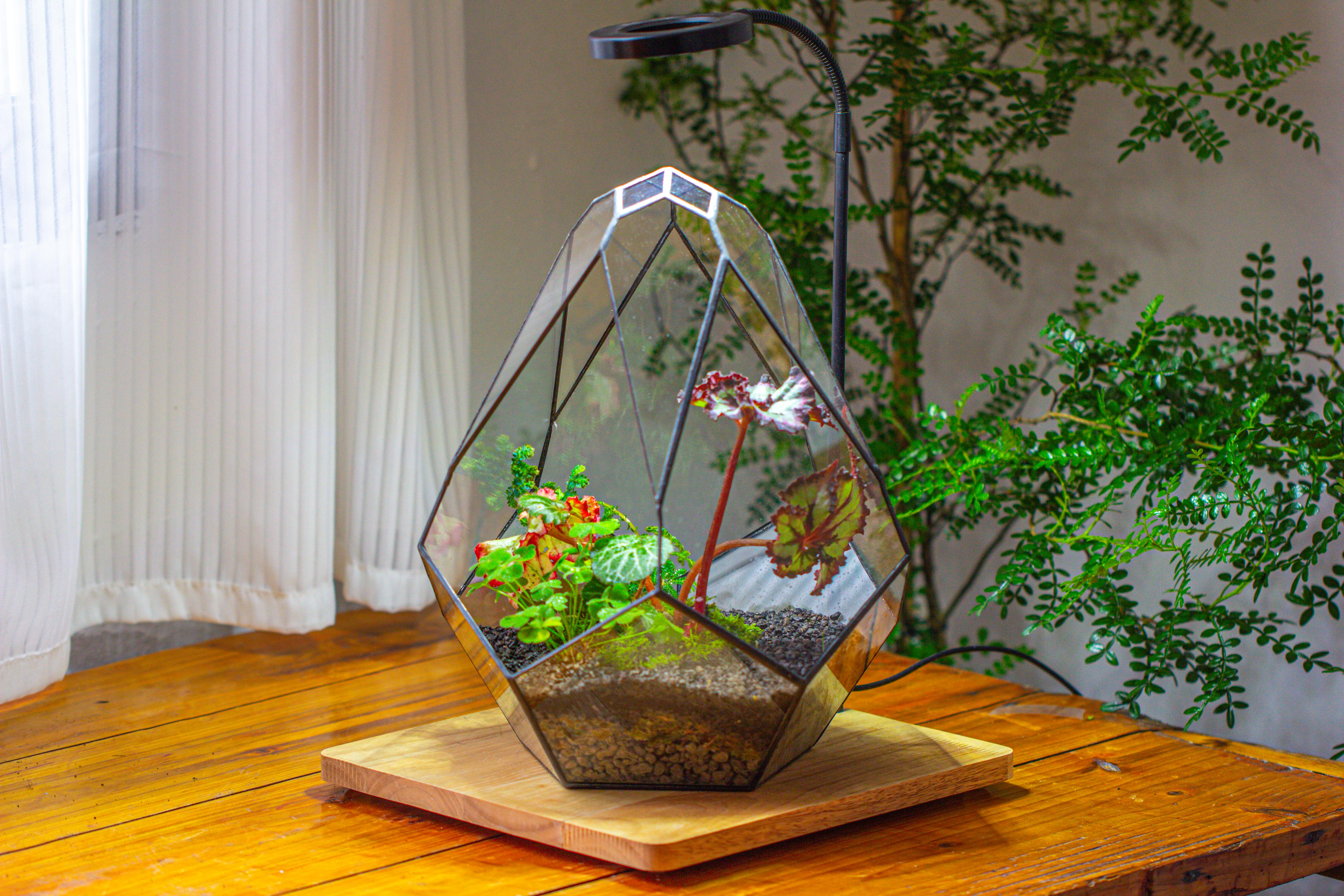 13" Large Teardrop Geometric Terrarium, Open - NCYPgarden