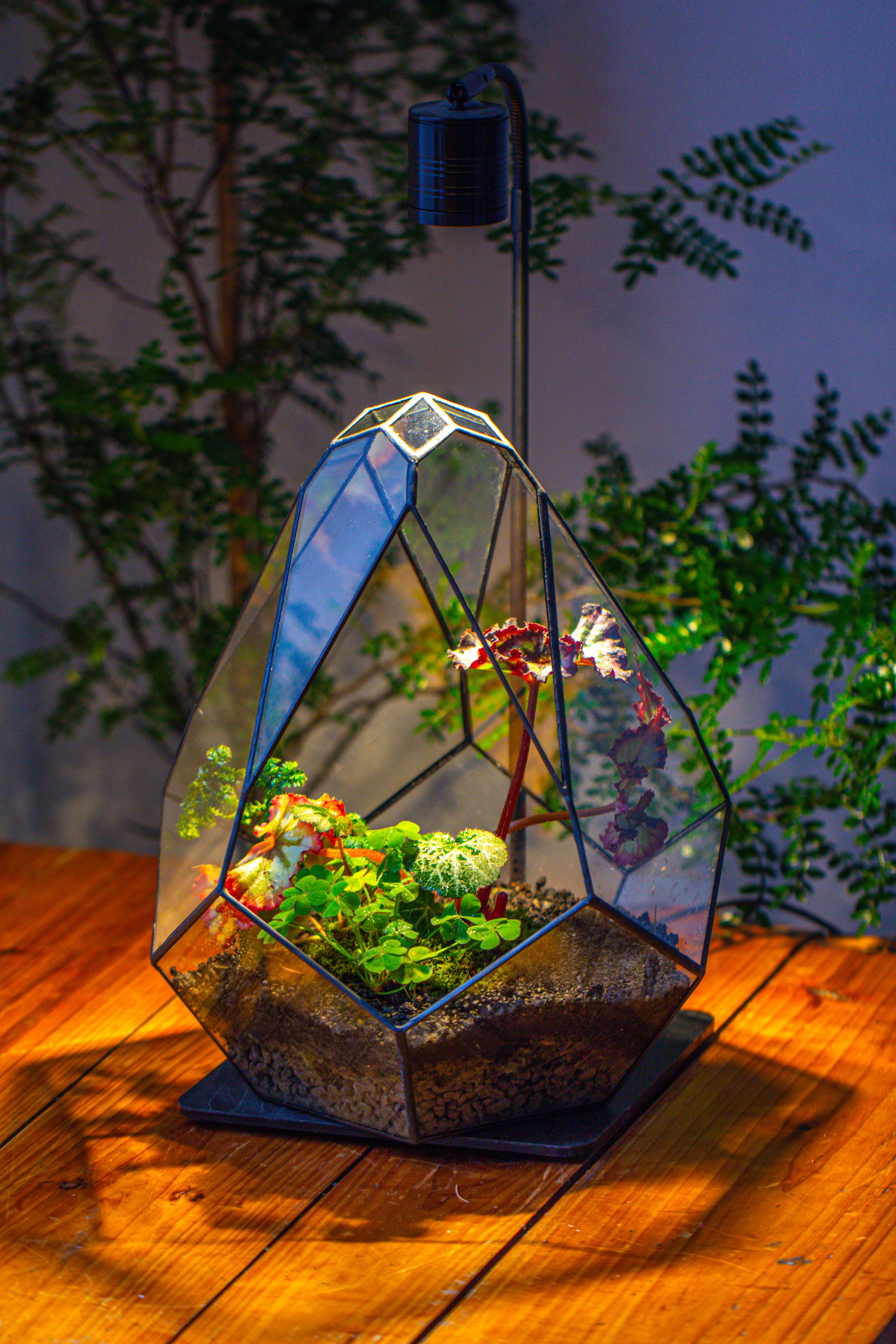13" Large Teardrop Geometric Terrarium, Open - NCYPgarden