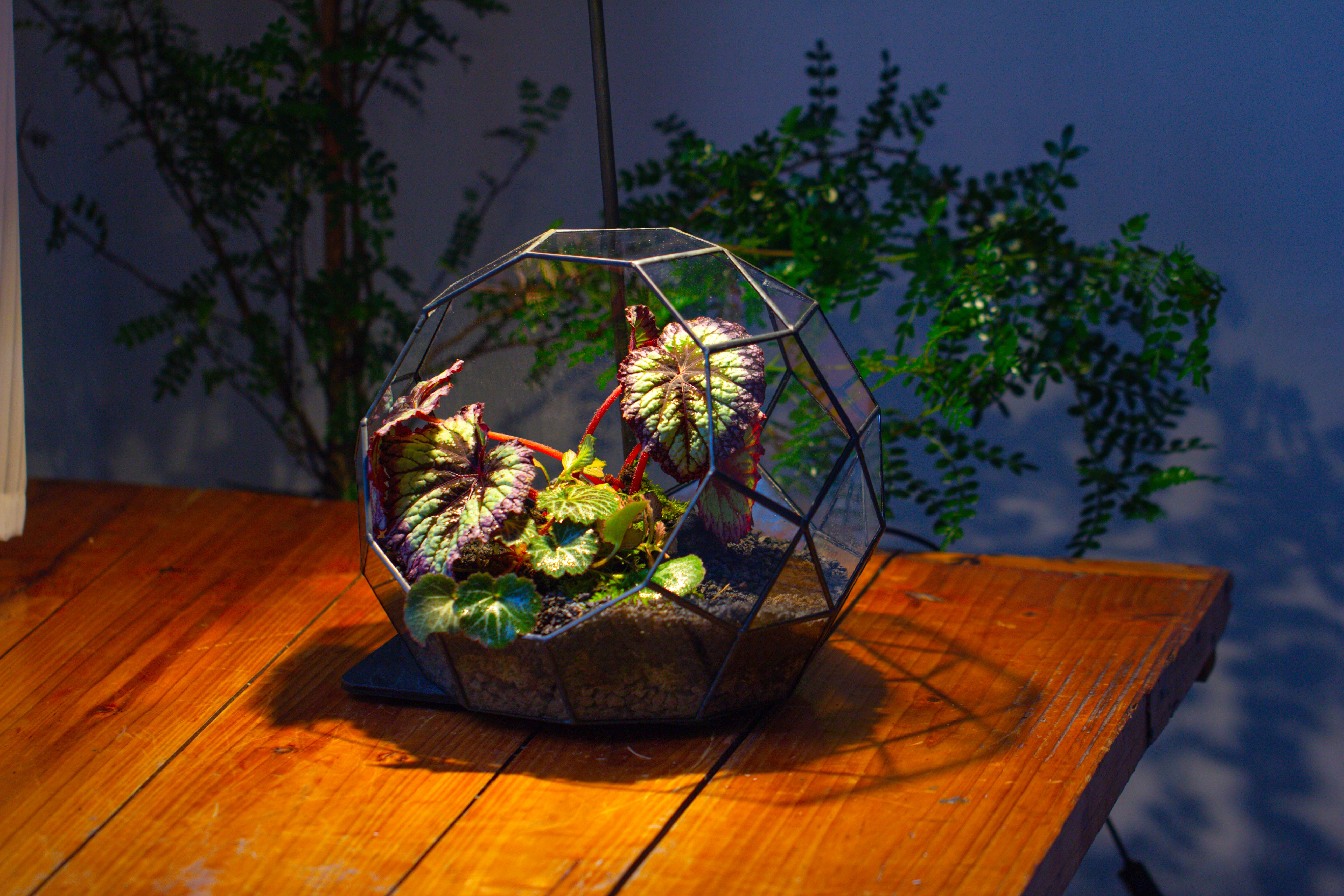 Glass Geometric Moon Terrarium,  Open - NCYPgarden
