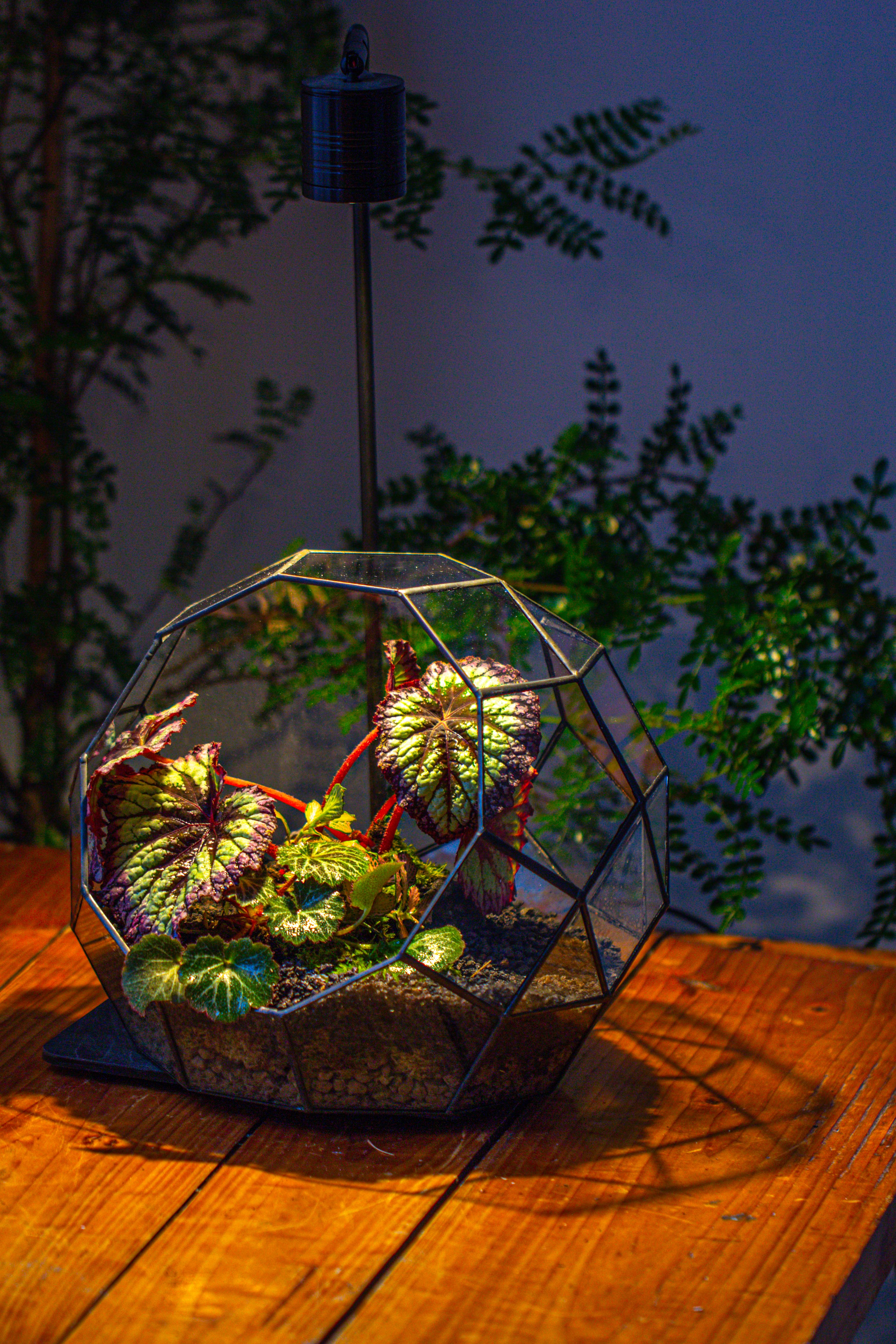 Glass Geometric Moon Terrarium,  Open - NCYPgarden