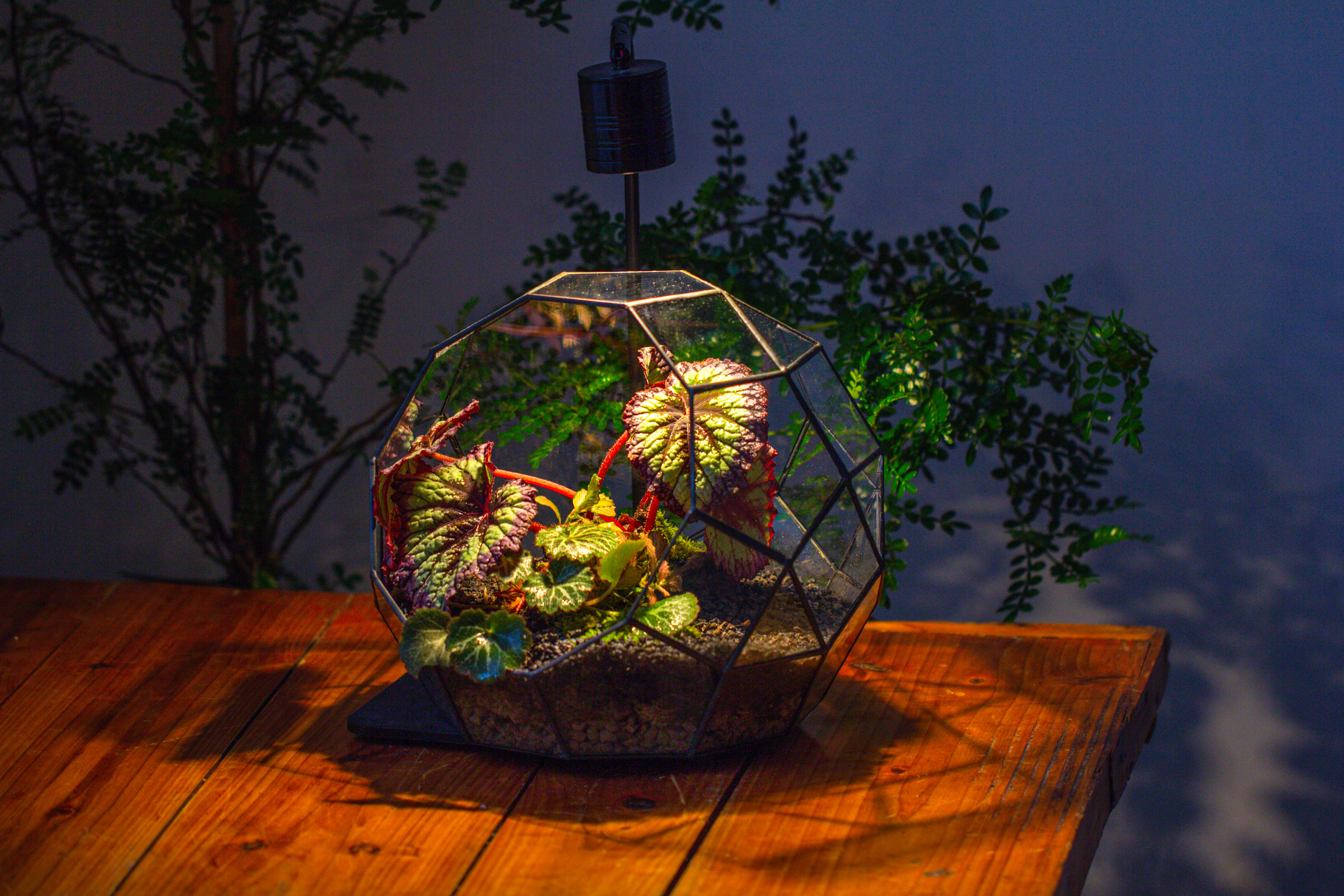Glass Geometric Moon Terrarium,  Open - NCYPgarden