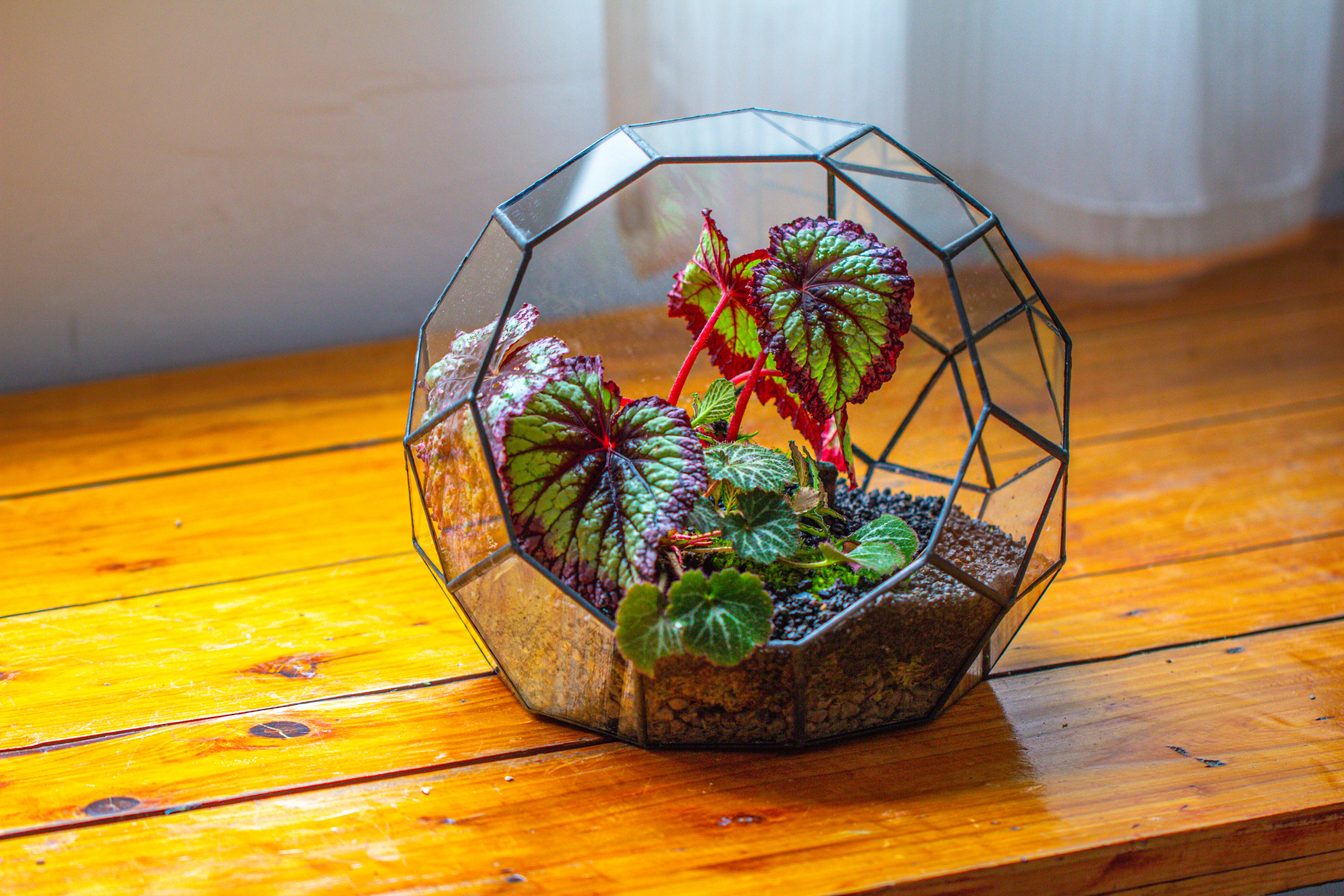 Glass Geometric Moon Terrarium,  Open - NCYPgarden
