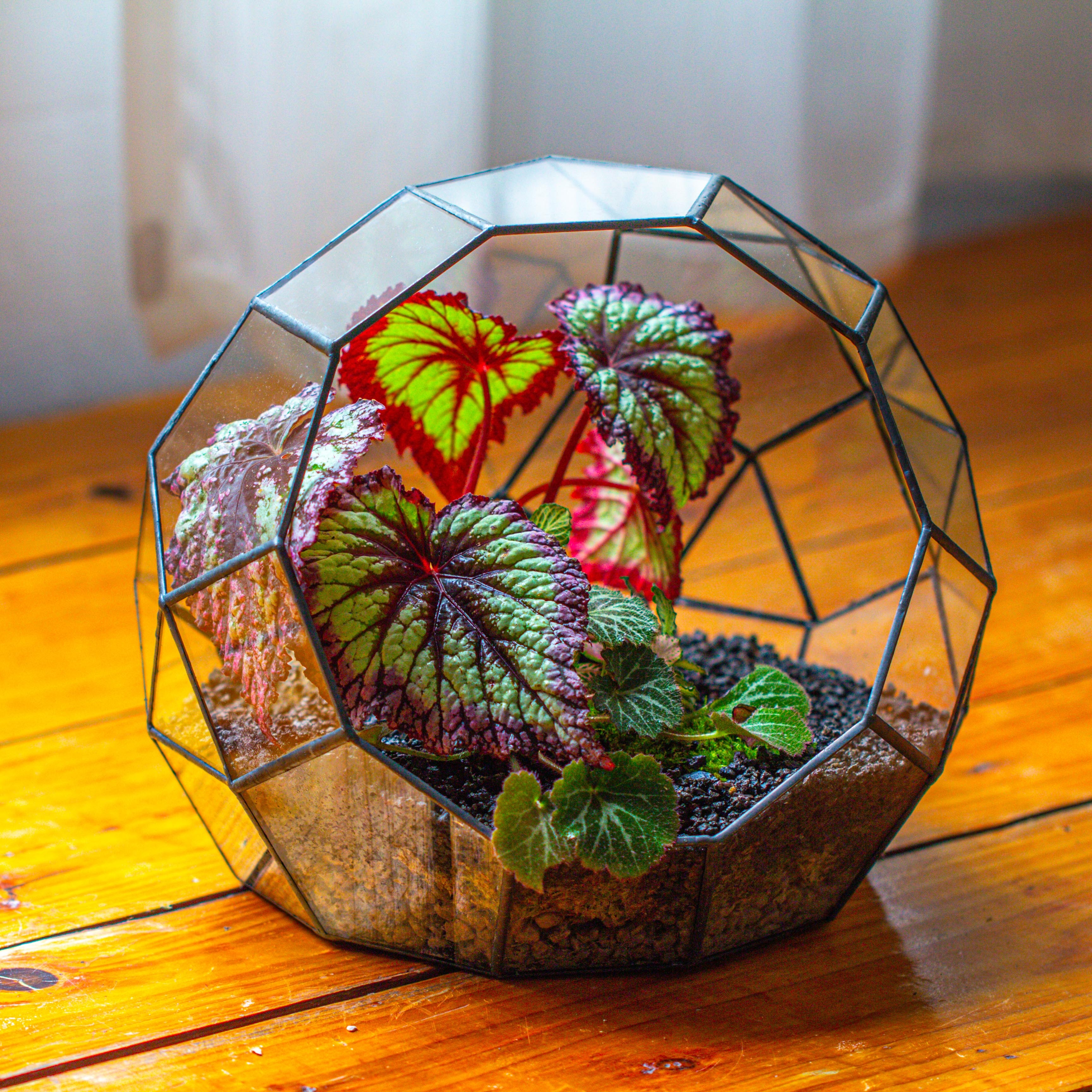 Glass Geometric Moon Terrarium,  Open - NCYPgarden