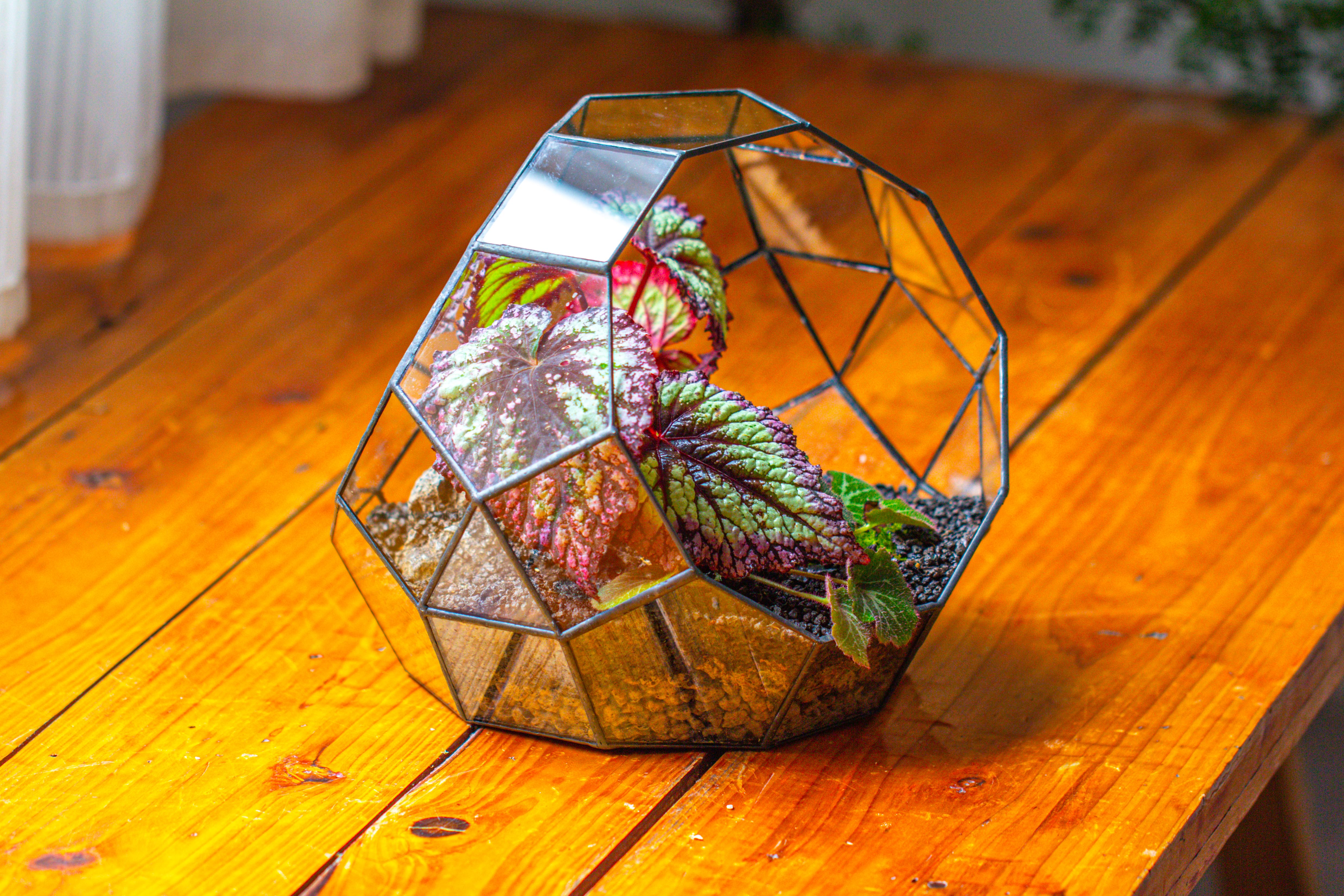 Glass Geometric Moon Terrarium,  Open - NCYPgarden