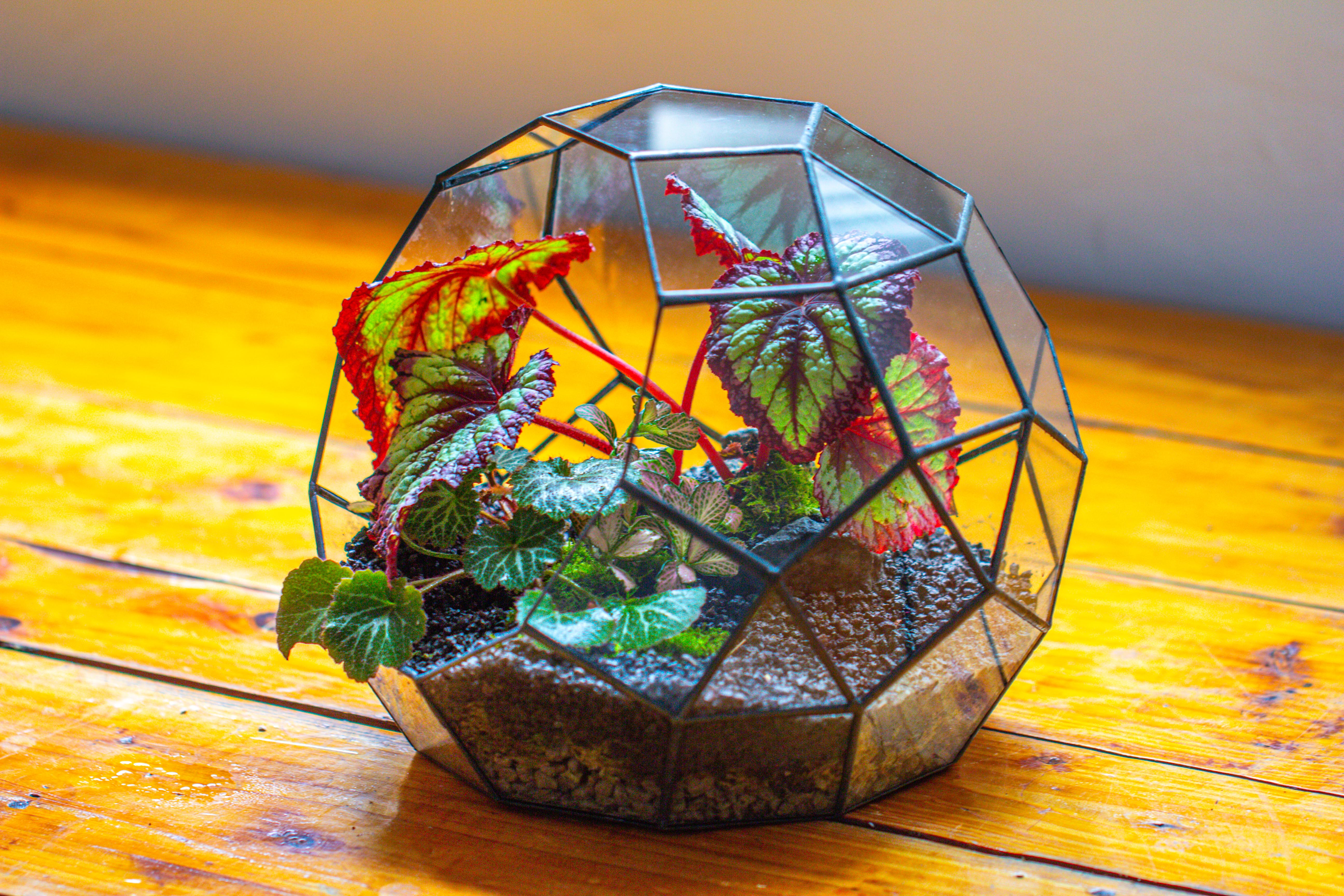 Glass Geometric Moon Terrarium,  Open - NCYPgarden