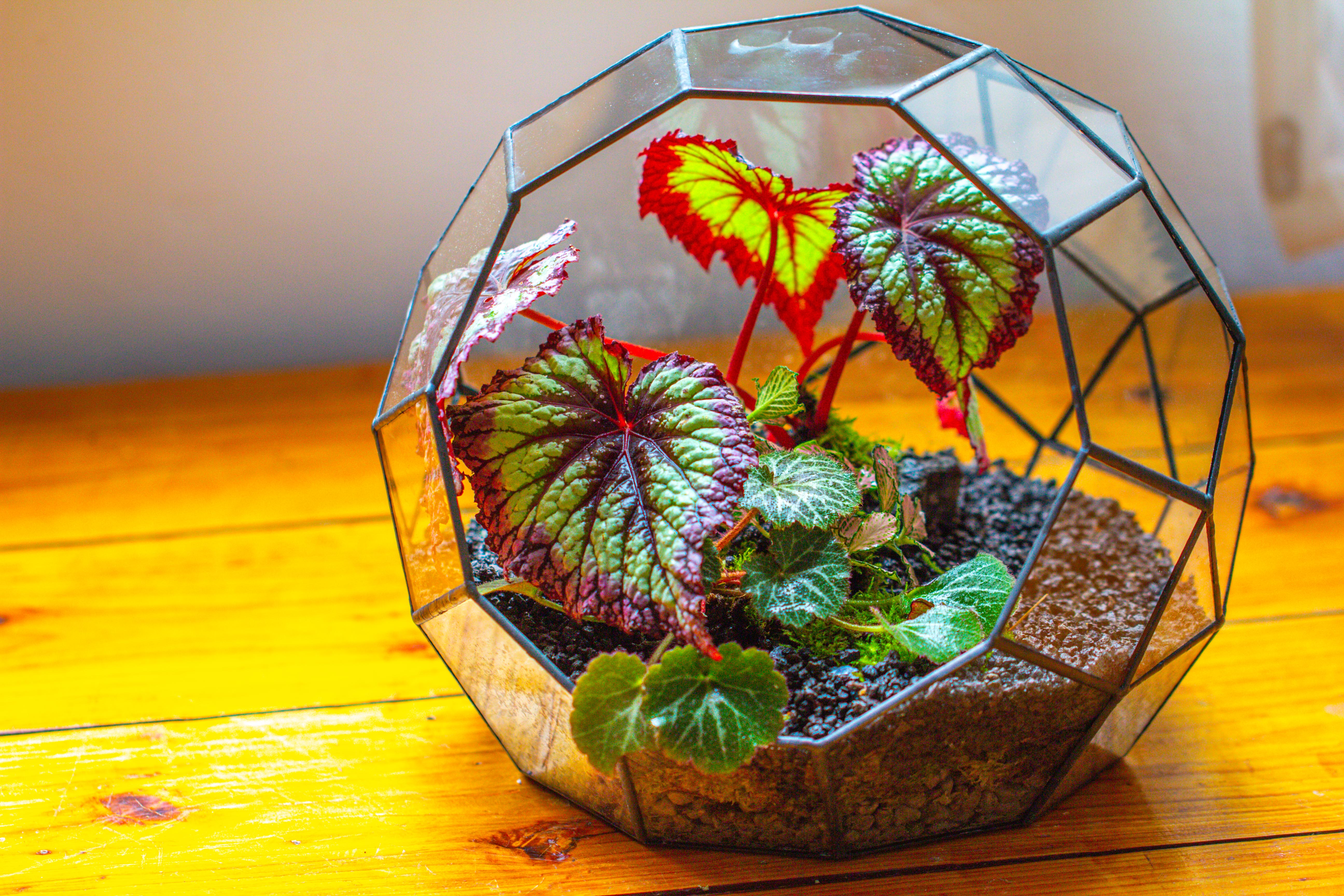 Glass Geometric Moon Terrarium,  Open - NCYPgarden