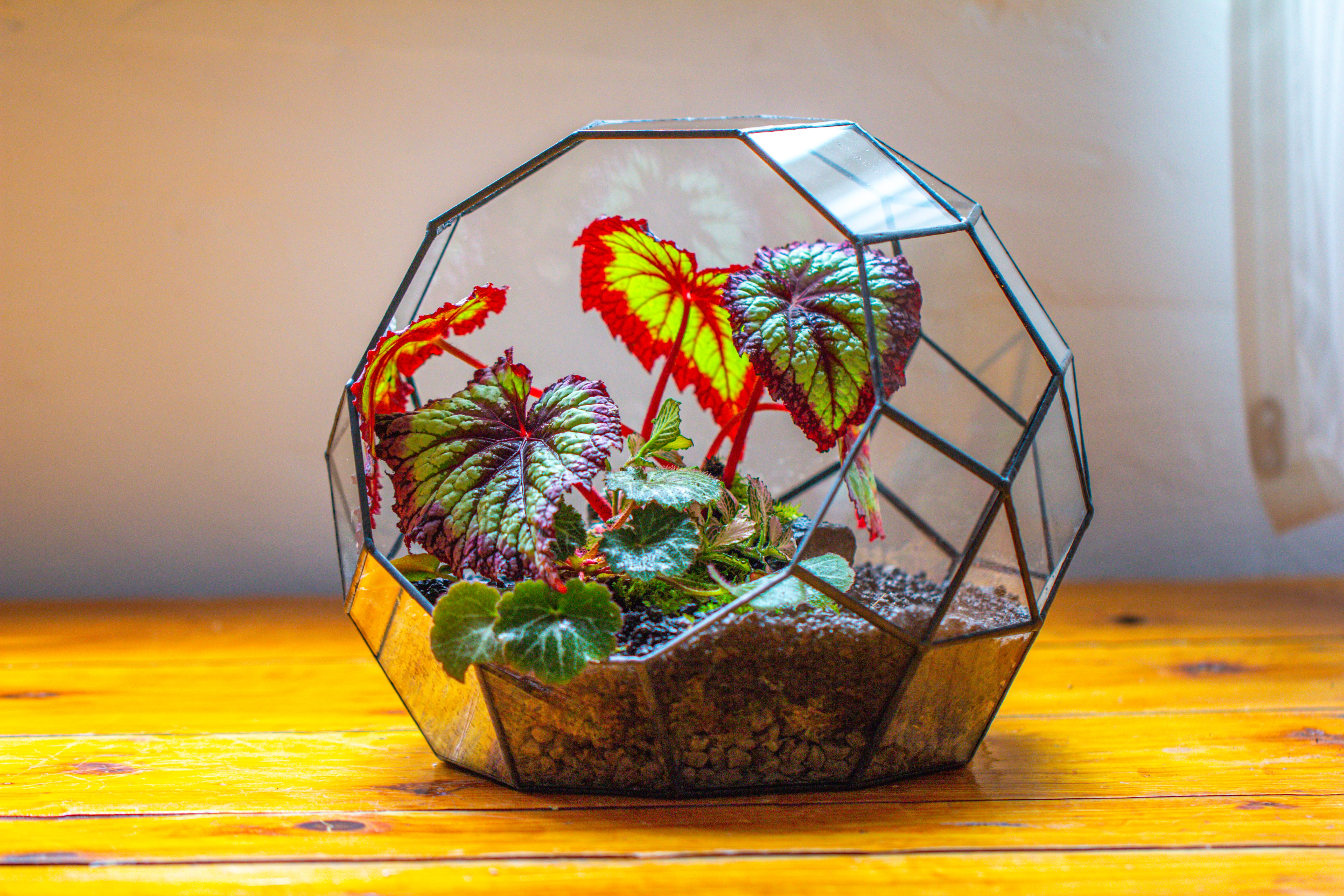 Glass Geometric Moon Terrarium,  Open - NCYPgarden
