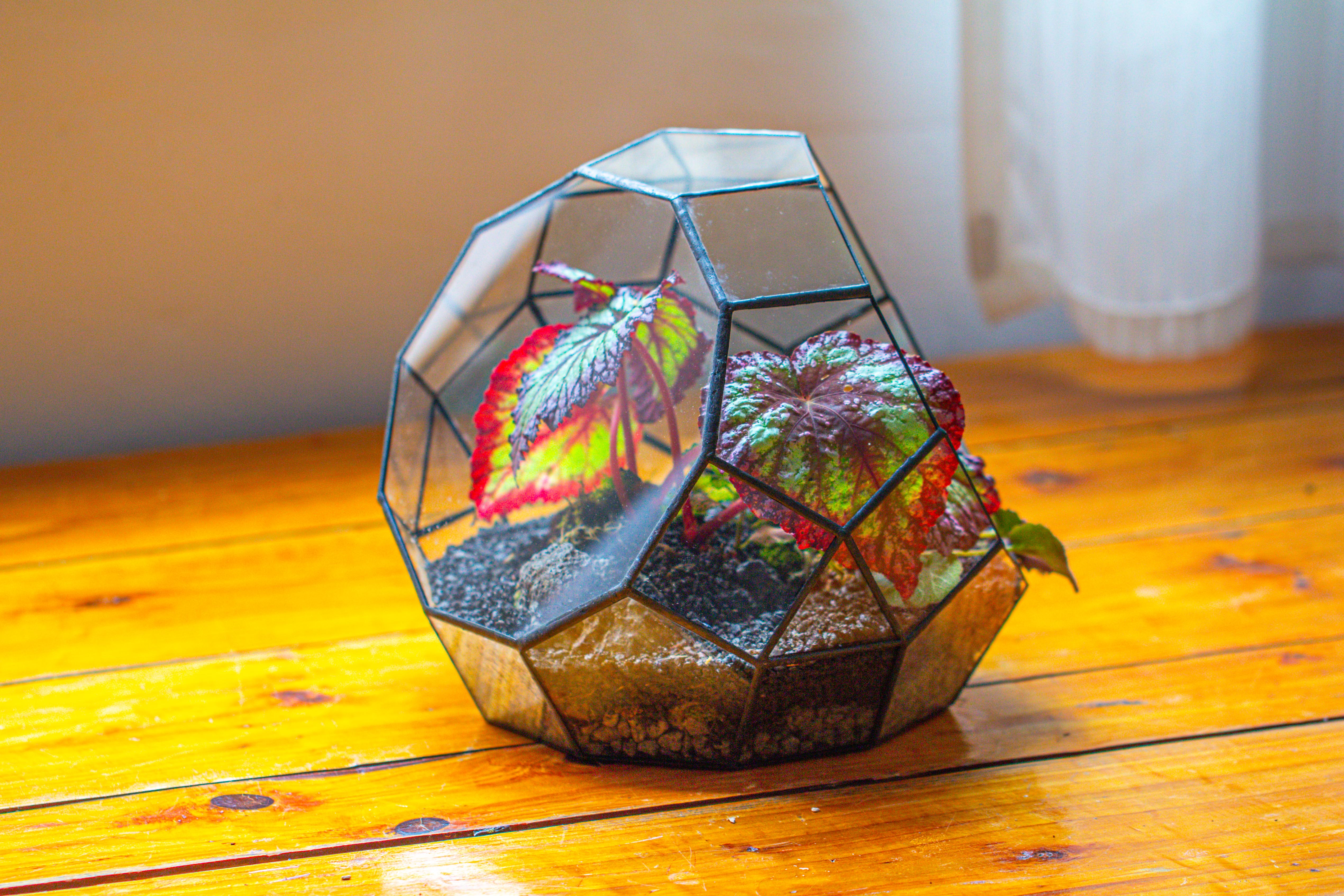Glass Geometric Moon Terrarium,  Open - NCYPgarden