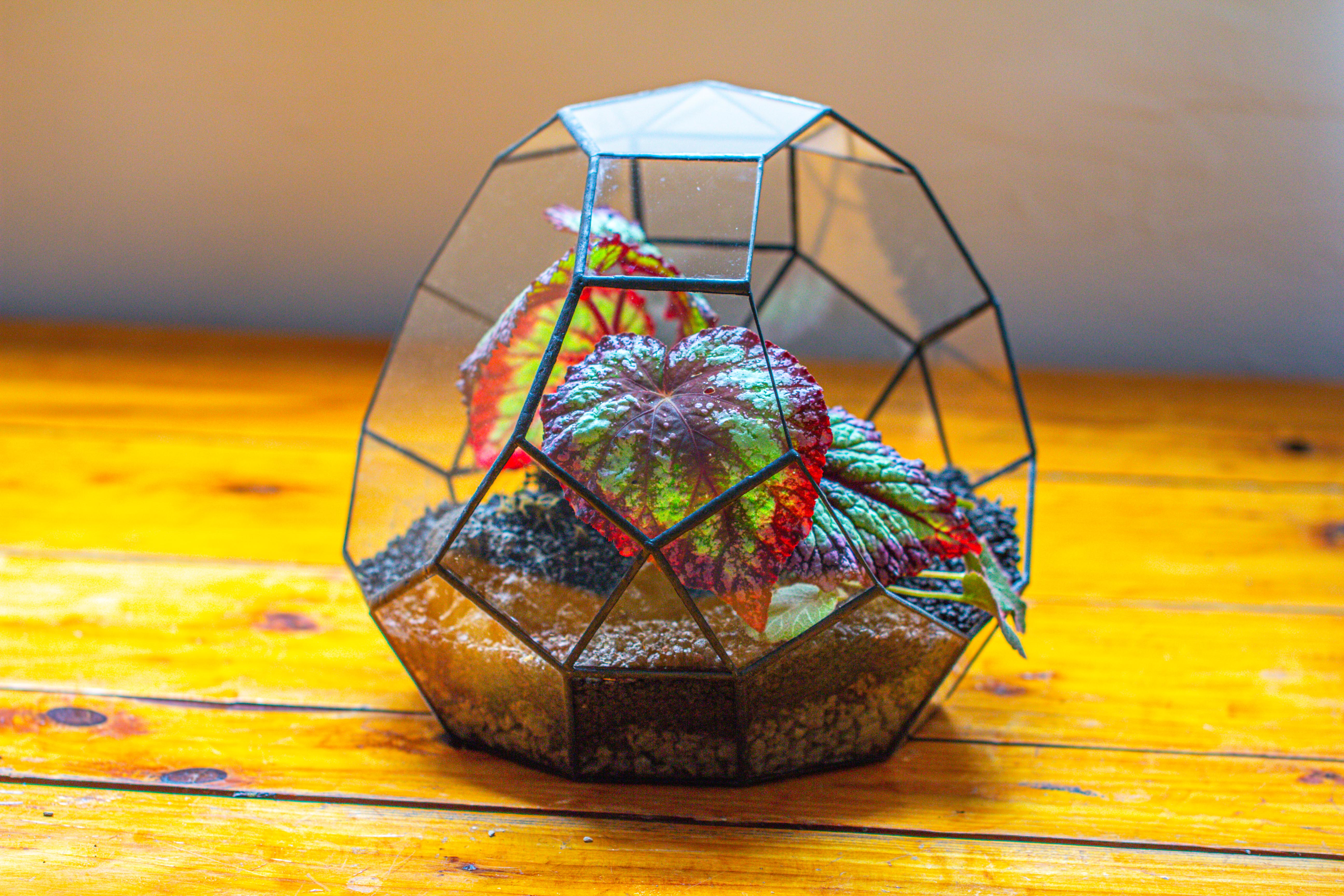 Glass Geometric Moon Terrarium,  Open - NCYPgarden