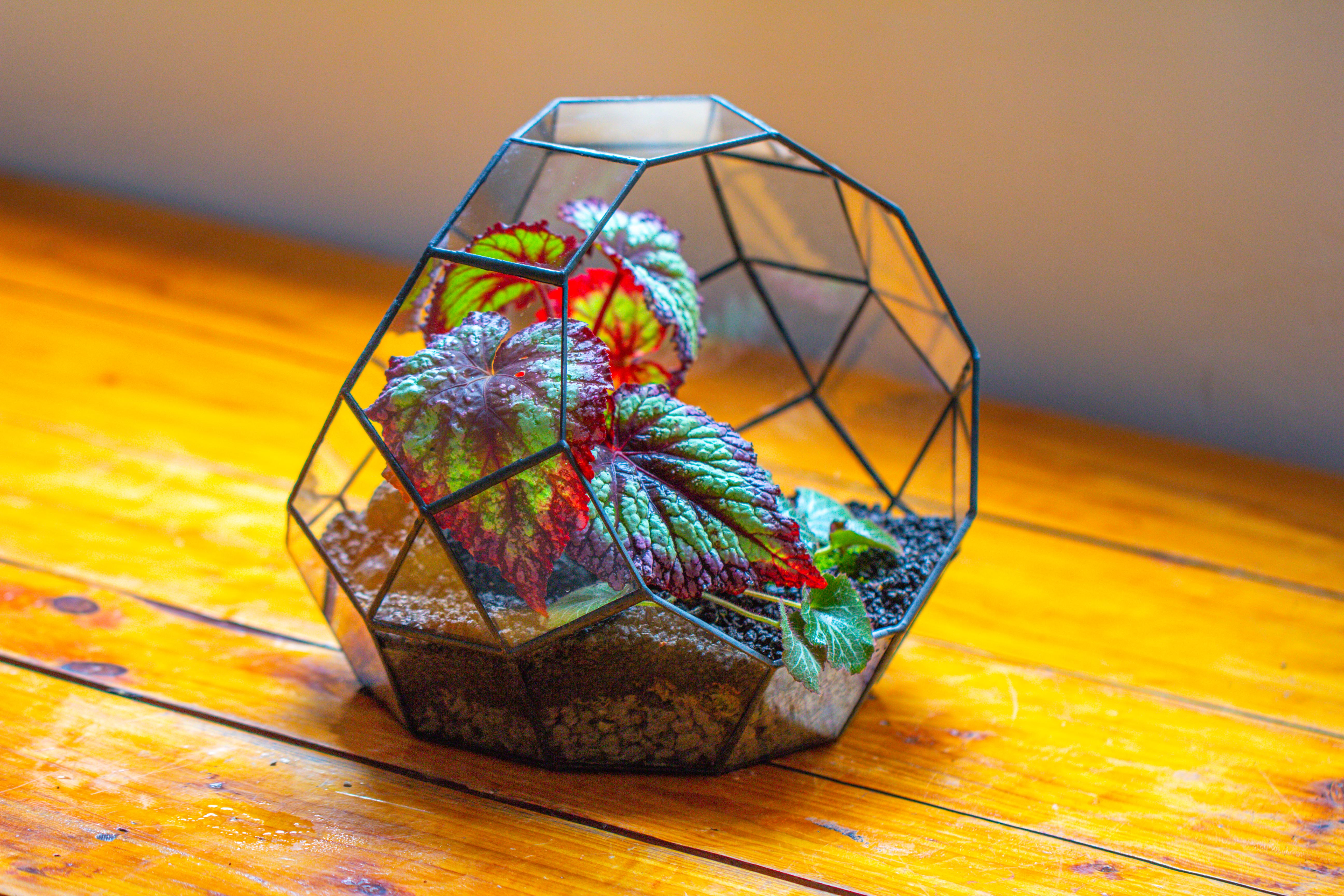 Glass Geometric Moon Terrarium,  Open - NCYPgarden