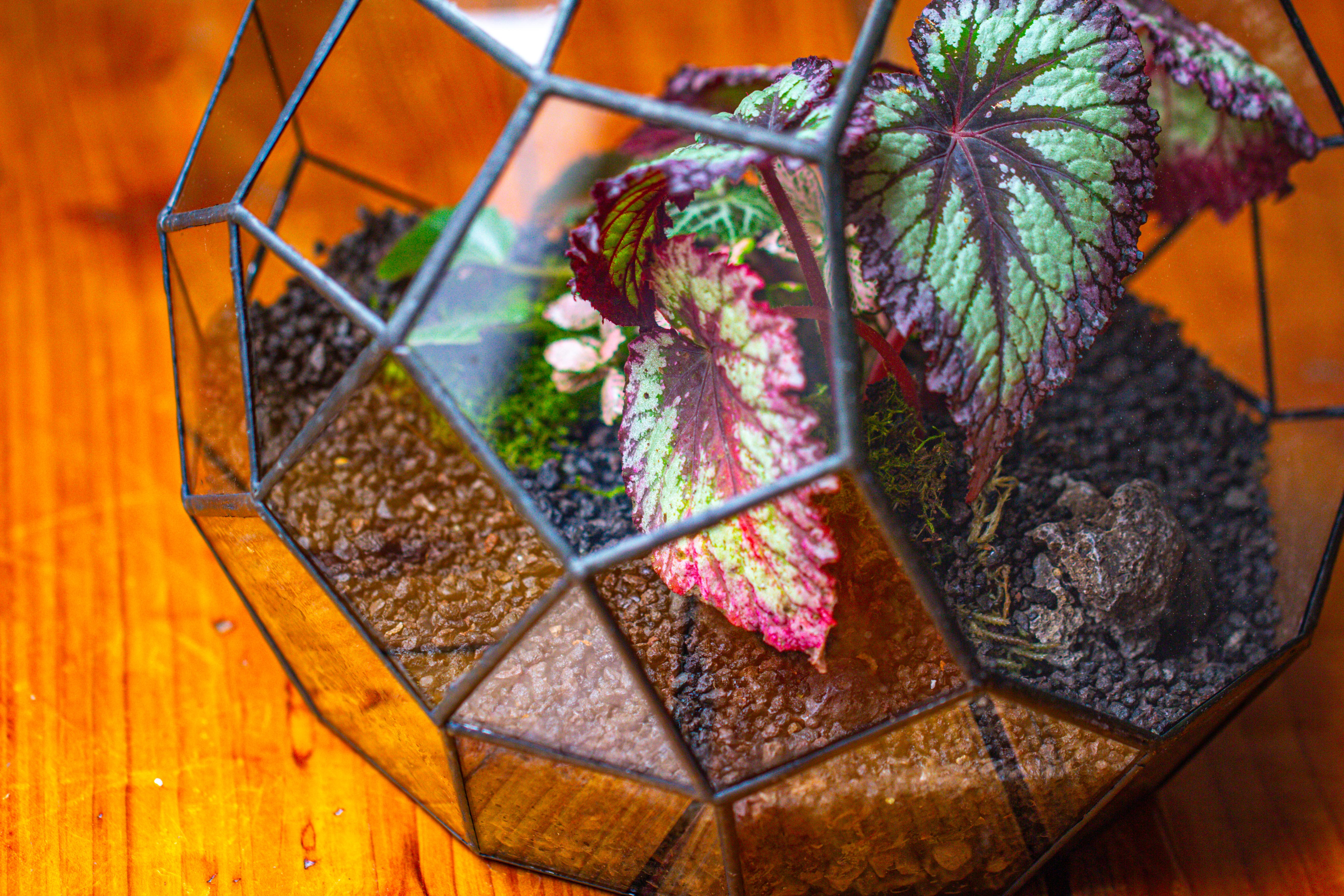 Glass Geometric Moon Terrarium,  Open - NCYPgarden