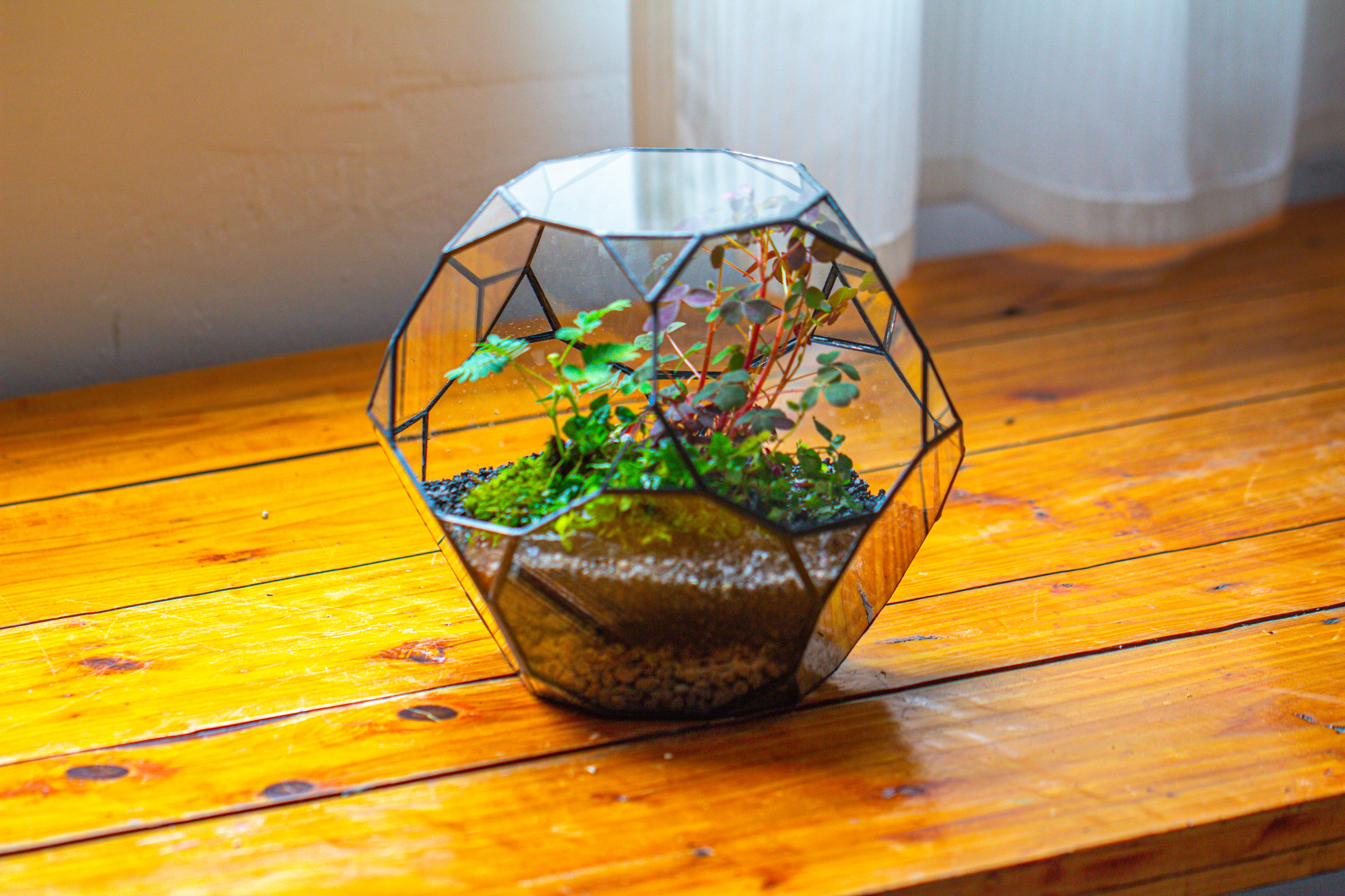 Glass Geometric Terrarium, 32 face , Open, Truncated Dodecahedron - NCYPgarden