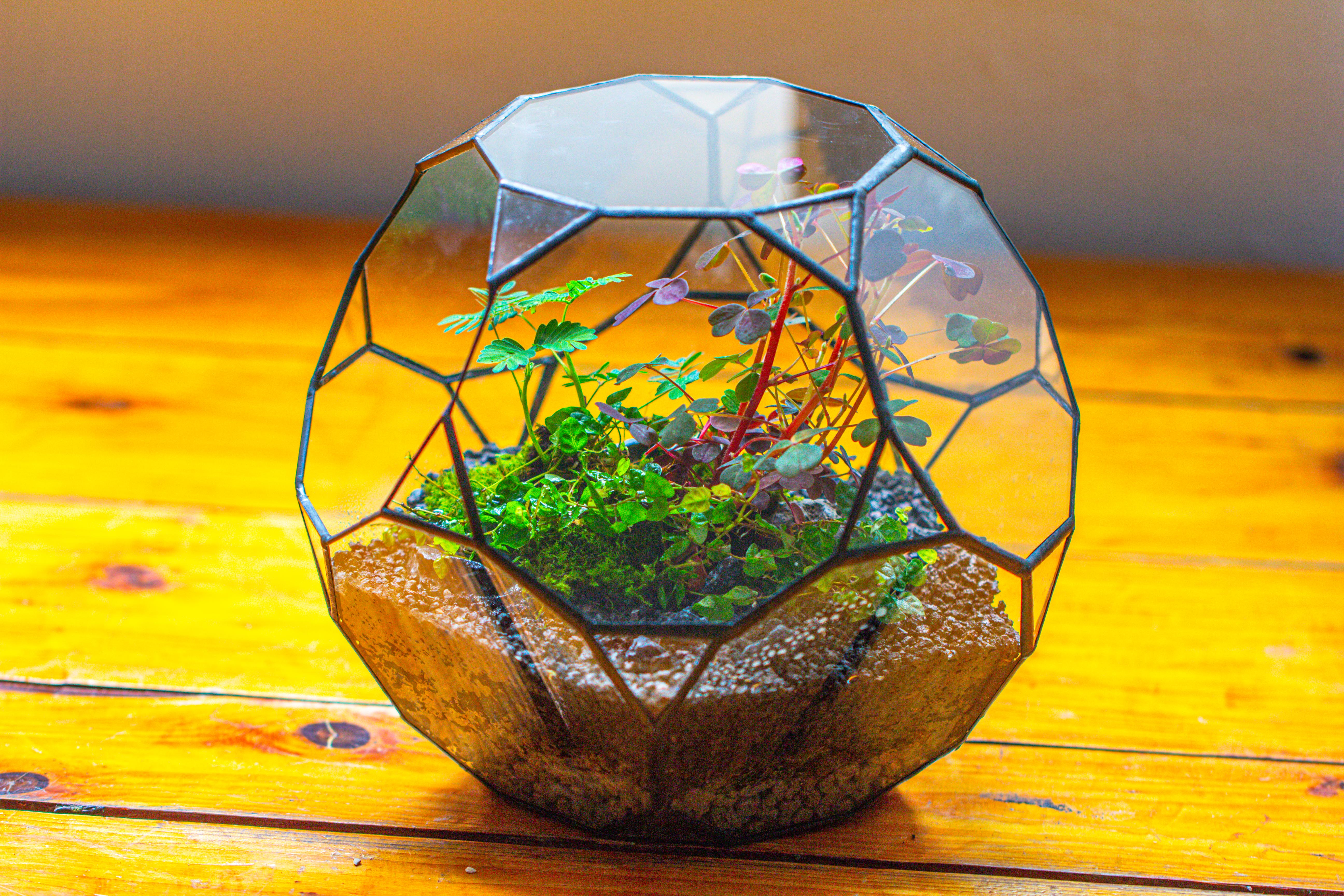 Glass Geometric Terrarium, 32 face , Open, Truncated Dodecahedron - NCYPgarden