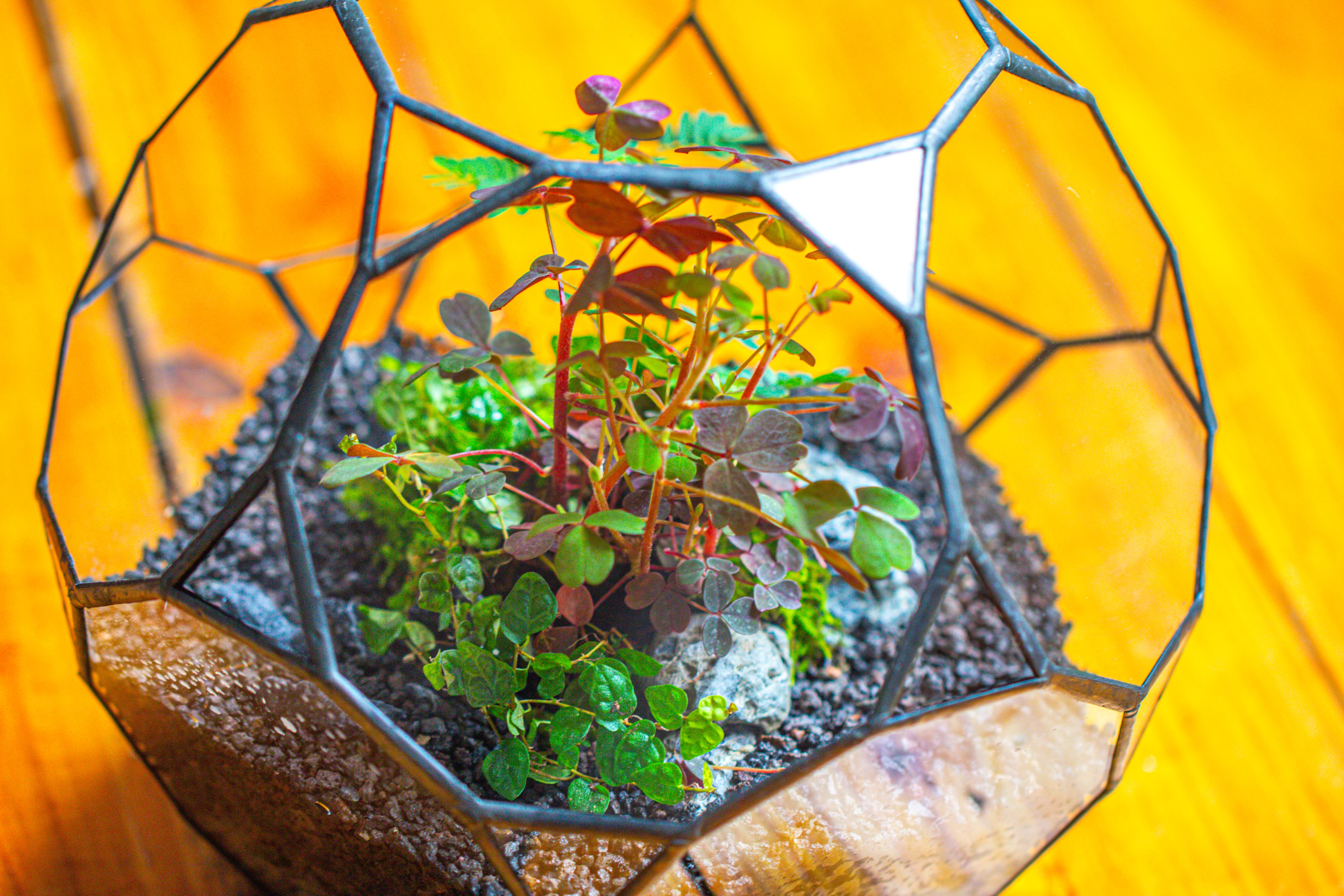 Glass Geometric Terrarium, 32 face , Open, Truncated Dodecahedron - NCYPgarden