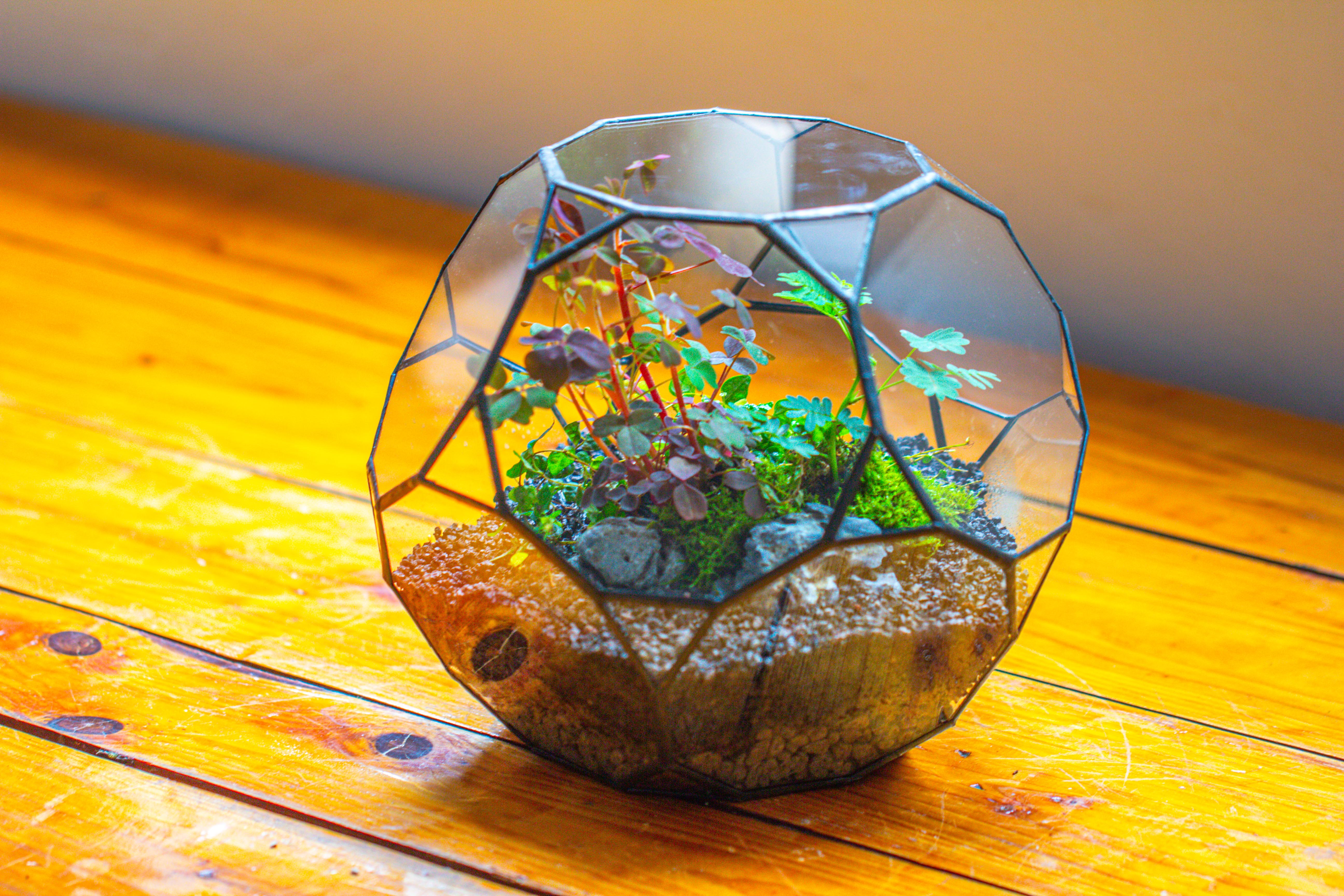 Glass Geometric Terrarium, 32 face , Open, Truncated Dodecahedron - NCYPgarden