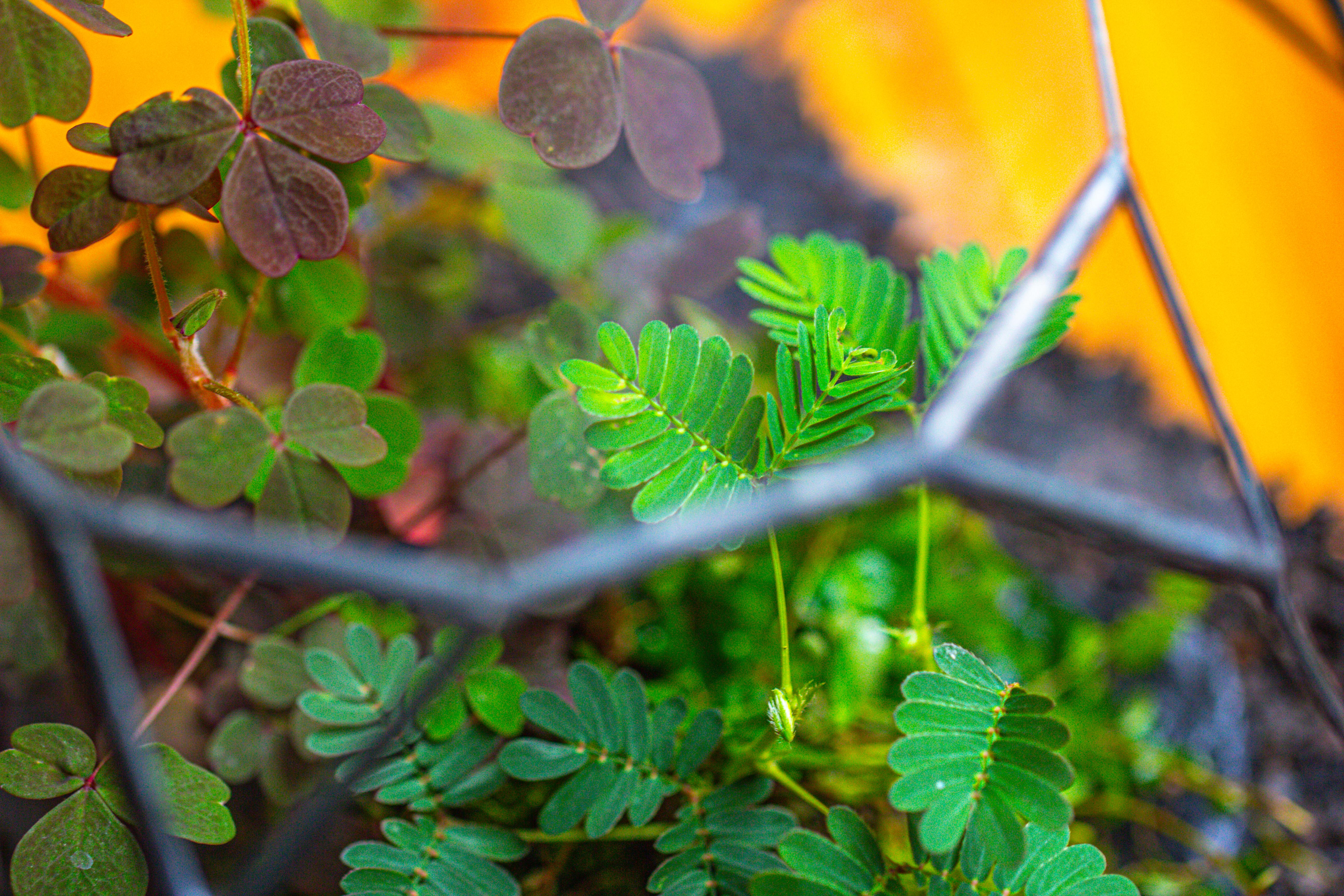 Glass Geometric Terrarium, 32 face , Open, Truncated Dodecahedron - NCYPgarden