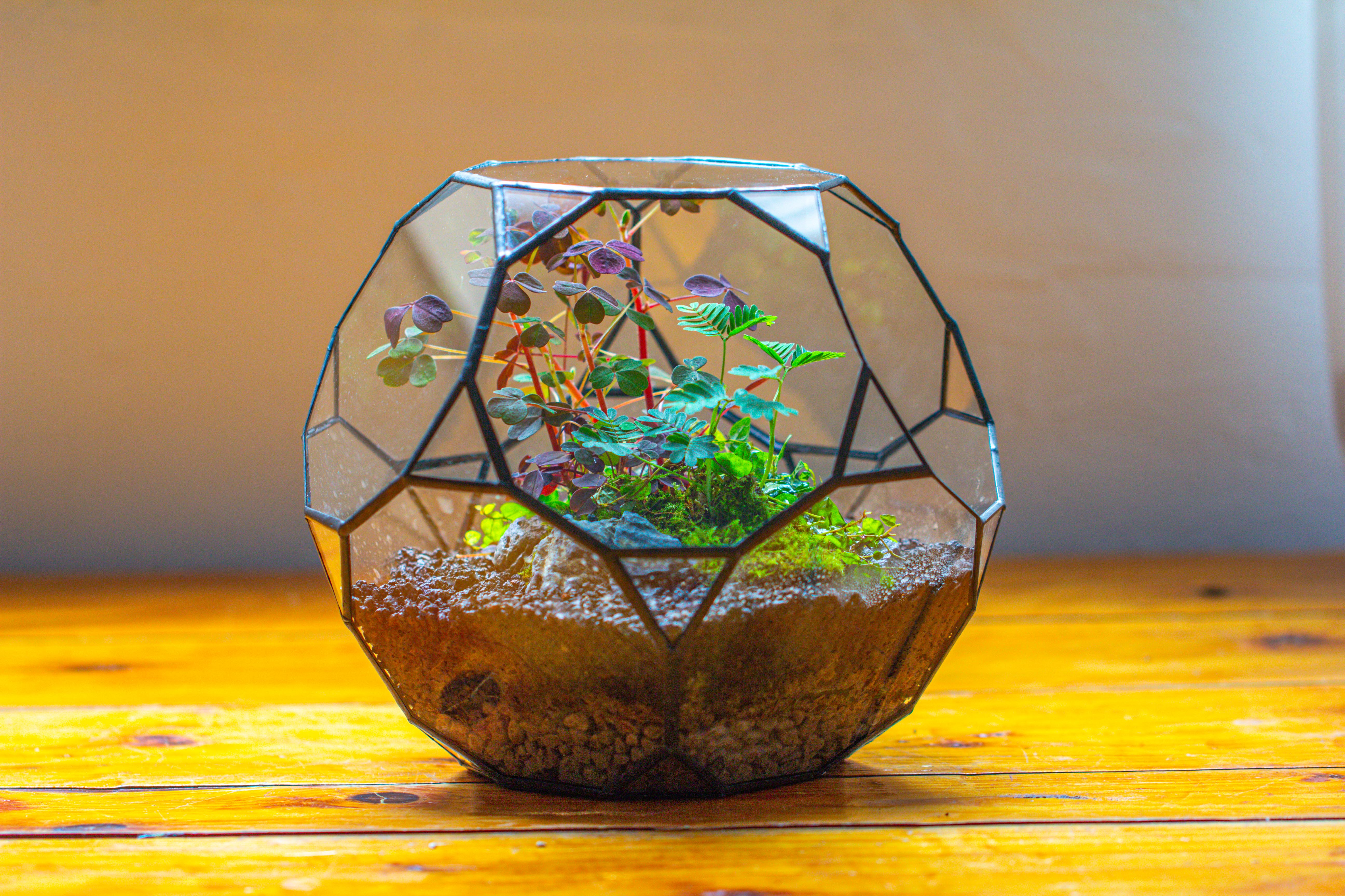 Glass Geometric Terrarium, 32 face , Open, Truncated Dodecahedron - NCYPgarden