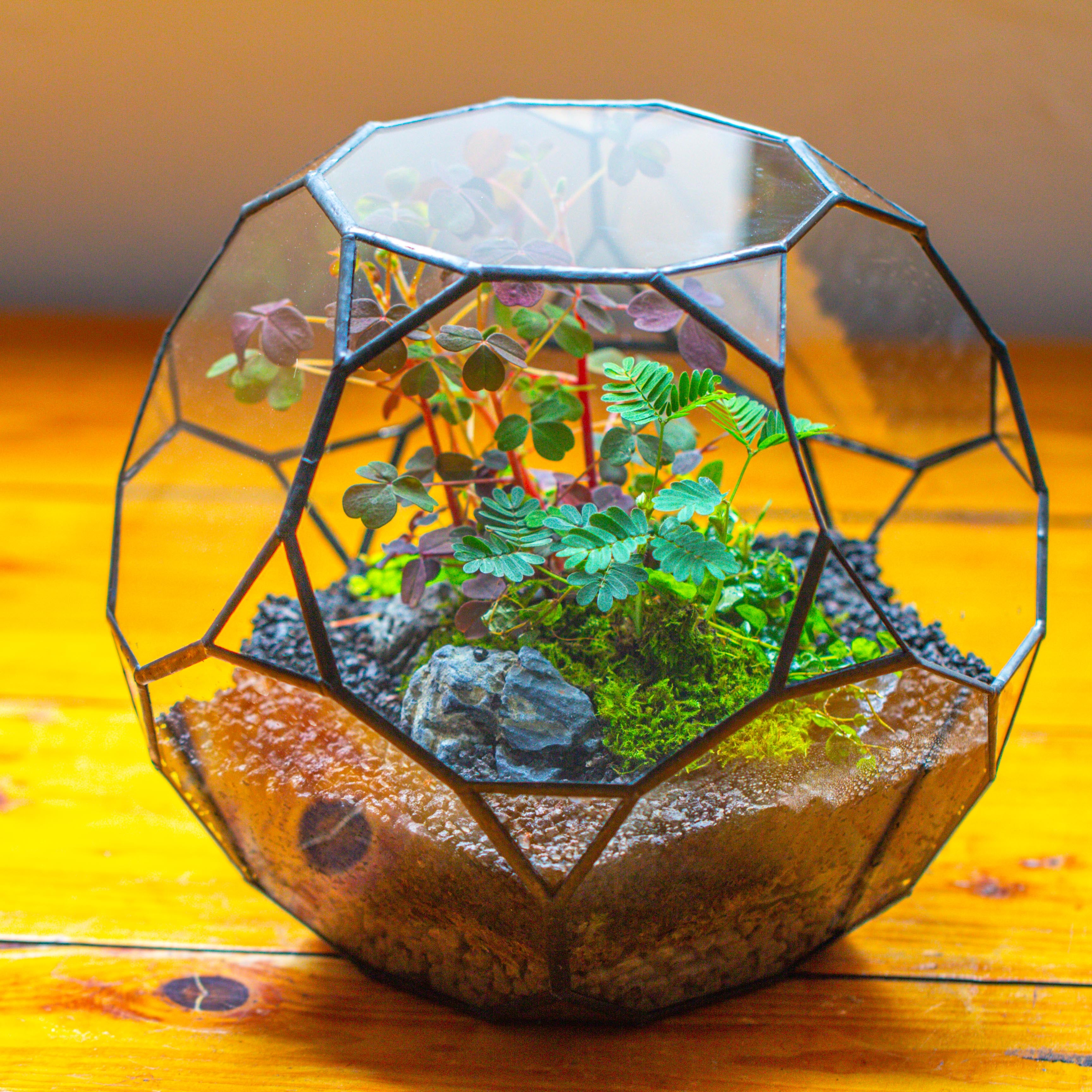 Glass Geometric Terrarium, 32 face , Open, Truncated Dodecahedron - NCYPgarden
