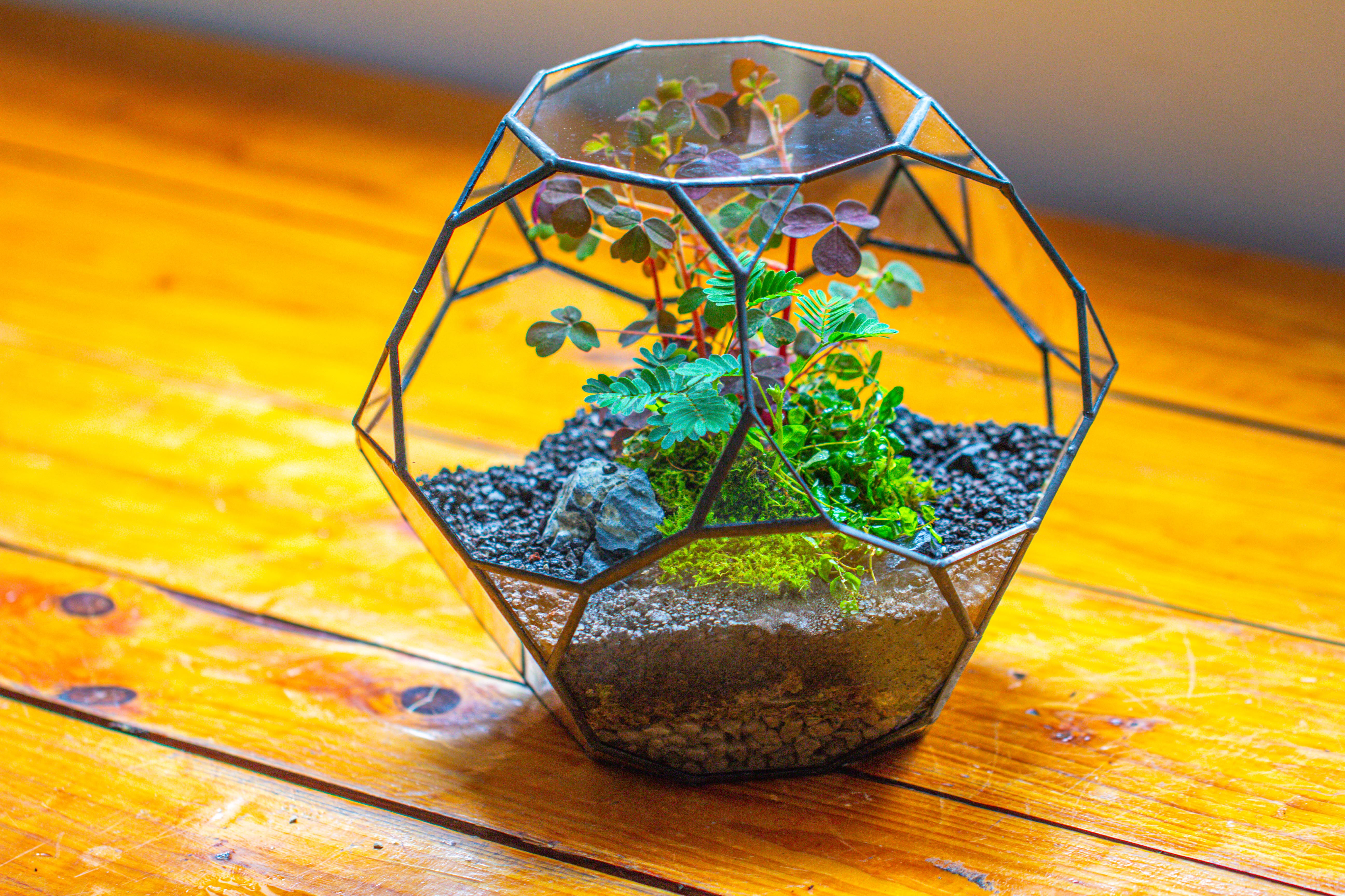 Glass Geometric Terrarium, 32 face , Open, Truncated Dodecahedron - NCYPgarden