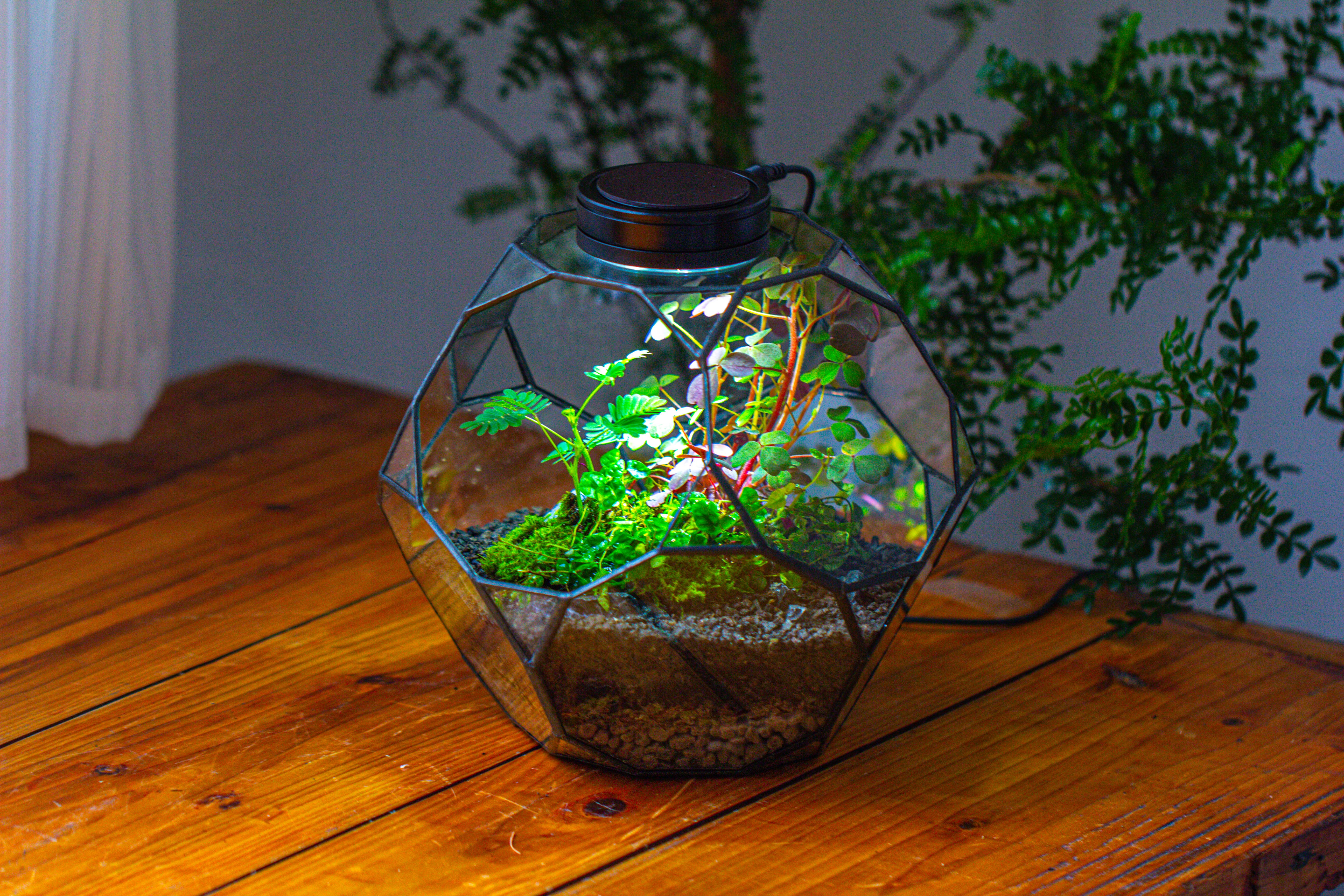 Glass Geometric Terrarium, 32 face , Open, Truncated Dodecahedron - NCYPgarden