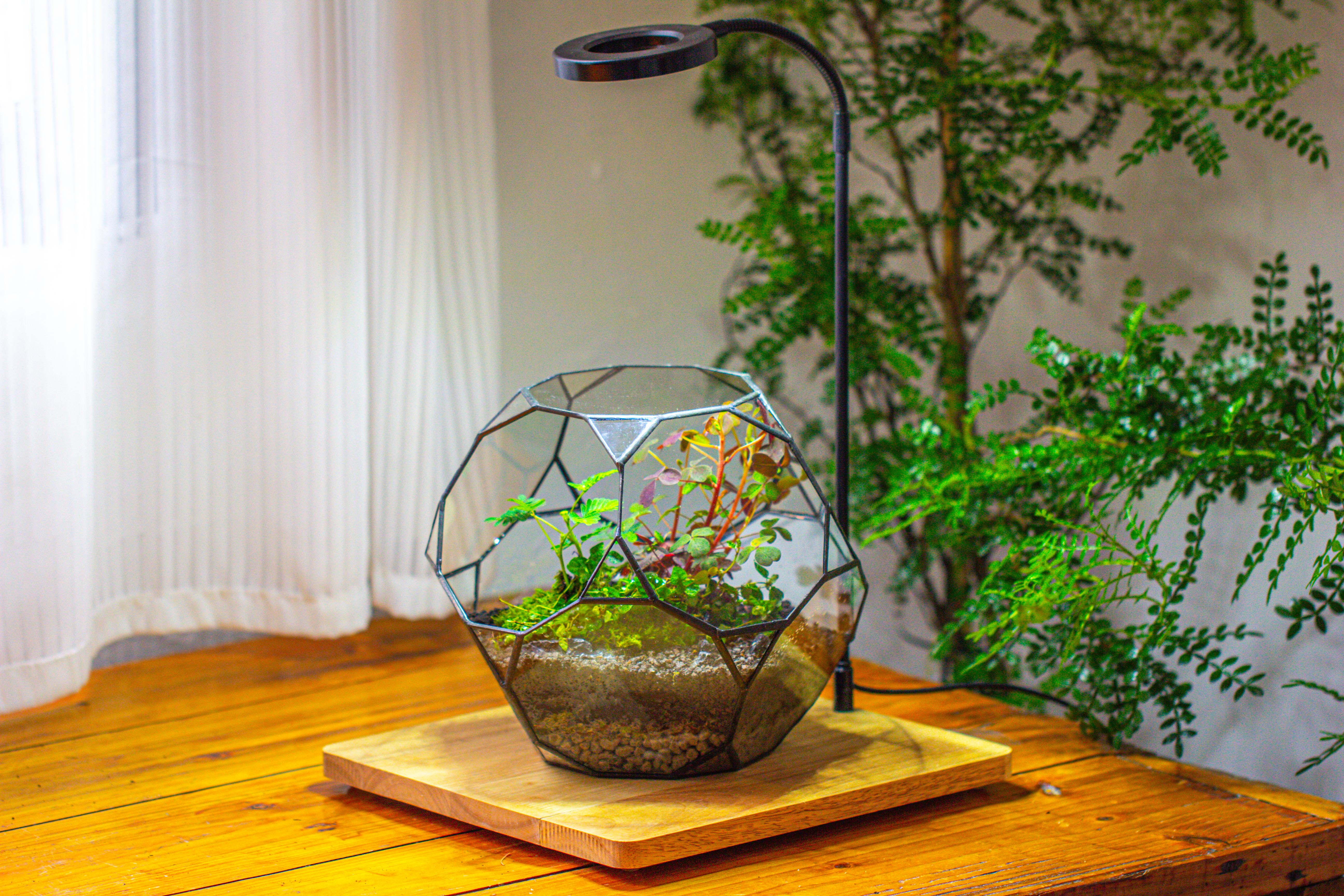 Glass Geometric Terrarium, 32 face , Open, Truncated Dodecahedron - NCYPgarden