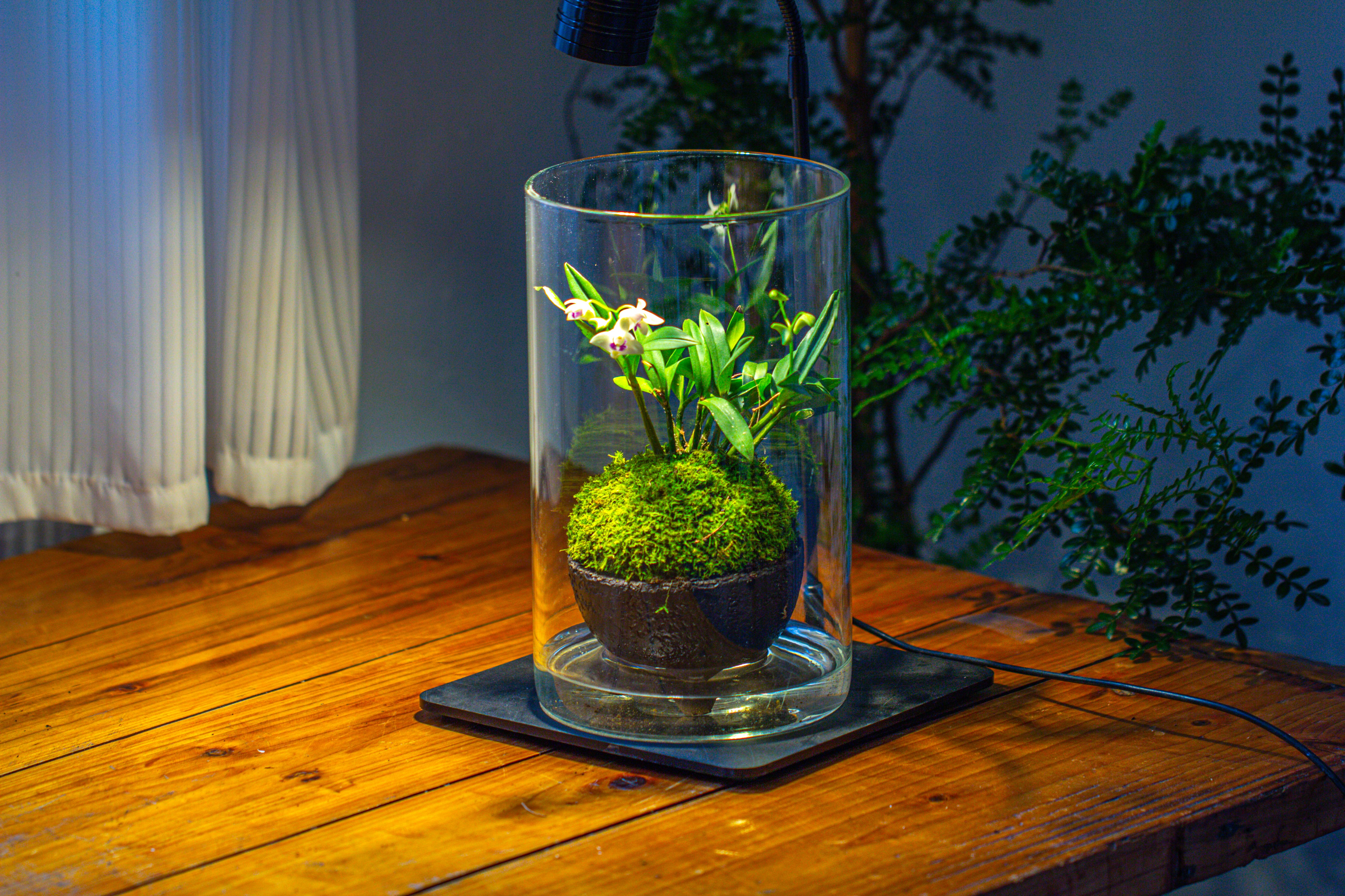 Medium Cylinder Terrarium with LED Grow Lamp, Acrylic Lid Set for Bog, Carnivorous plants -15x25cm - NCYPgarden