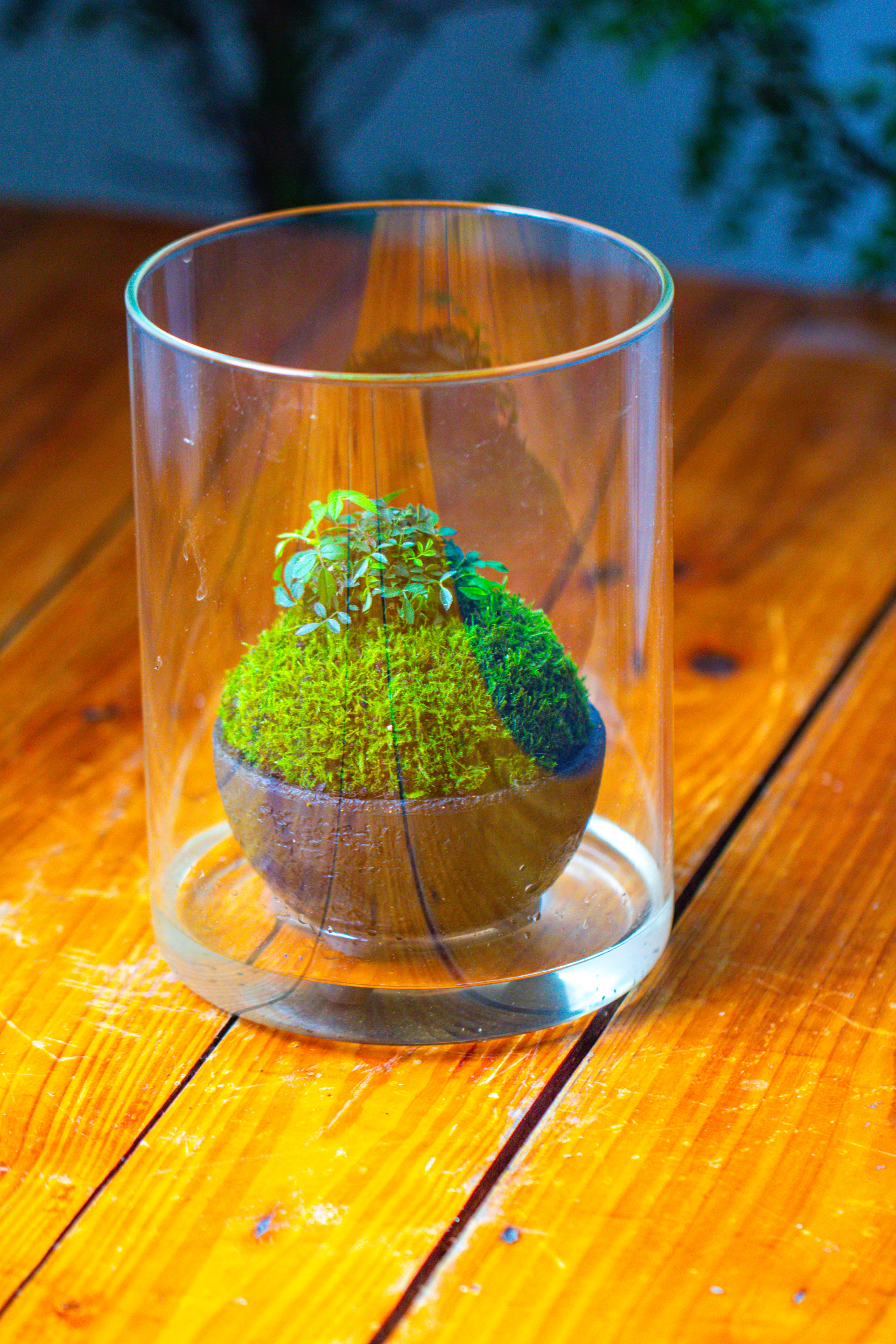 Small Cylinder Terrarium with LED Grow Lamp, Acrylic Lid Set for Bog, Carnivorous plants-15x20cm - NCYPgarden