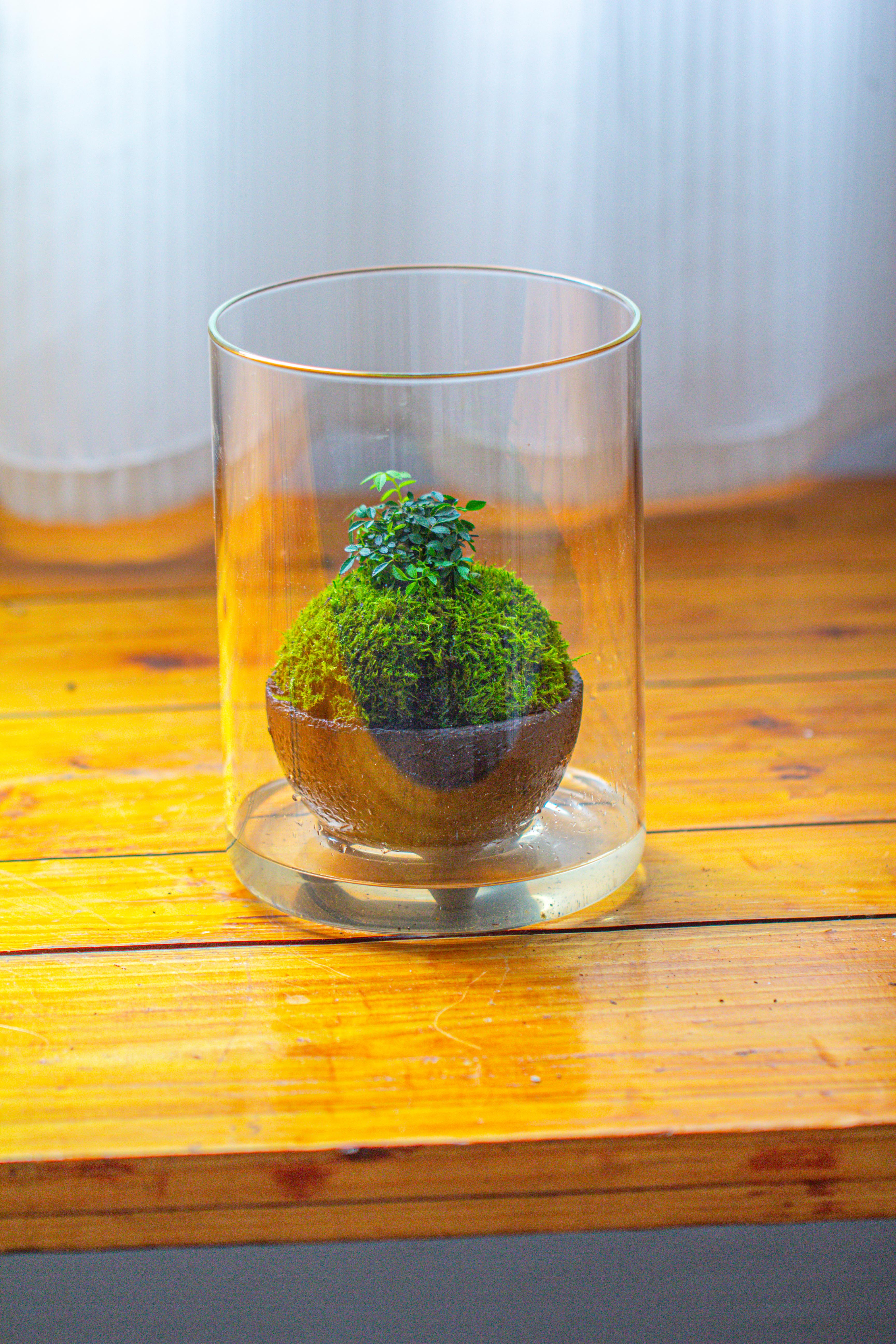 Small Cylinder Terrarium with LED Grow Lamp, Acrylic Lid Set for Bog, Carnivorous plants-15x20cm - NCYPgarden
