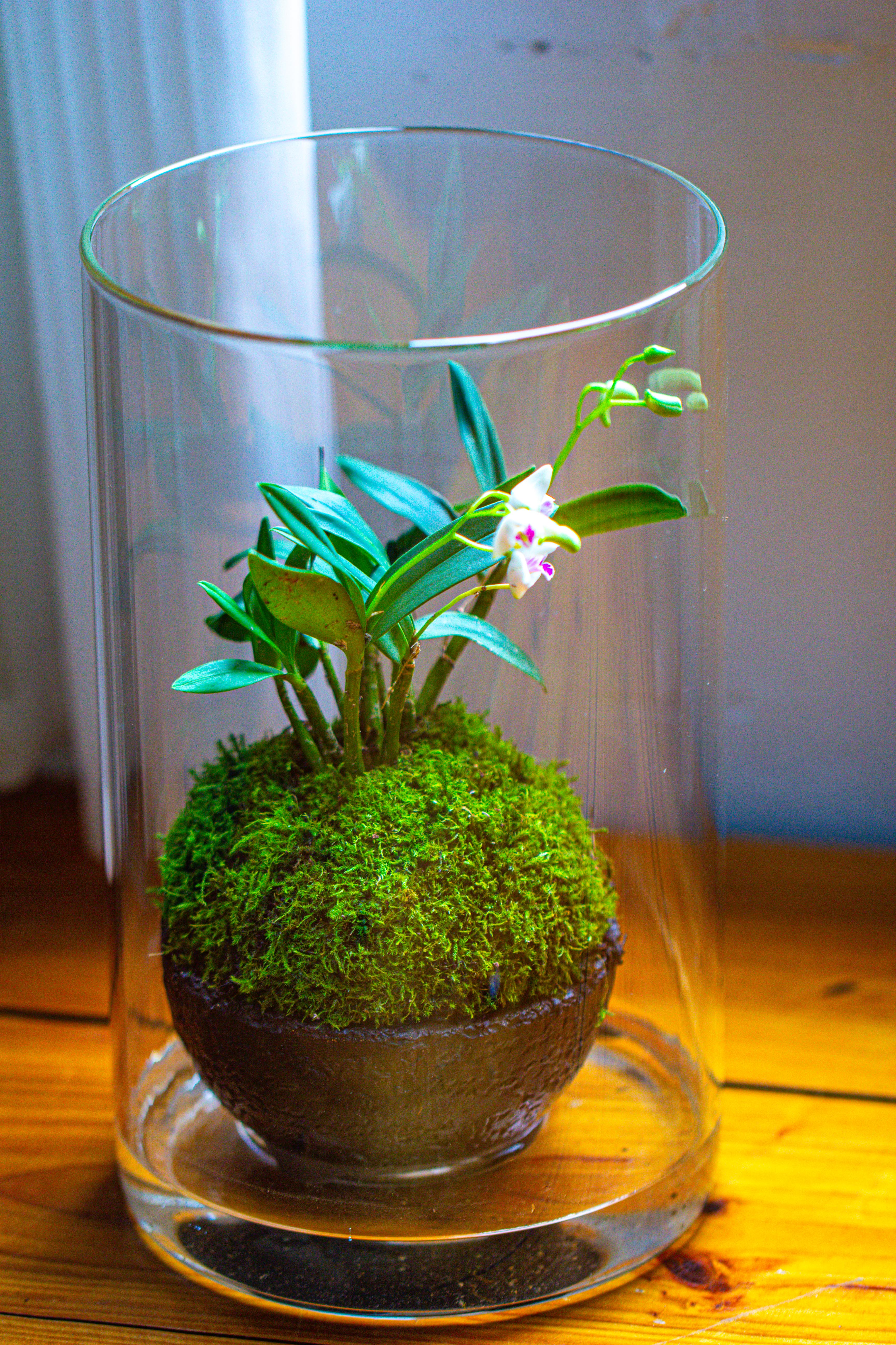Medium Cylinder Terrarium with LED Grow Lamp, Acrylic Lid Set for Bog, Carnivorous plants -15x25cm - NCYPgarden