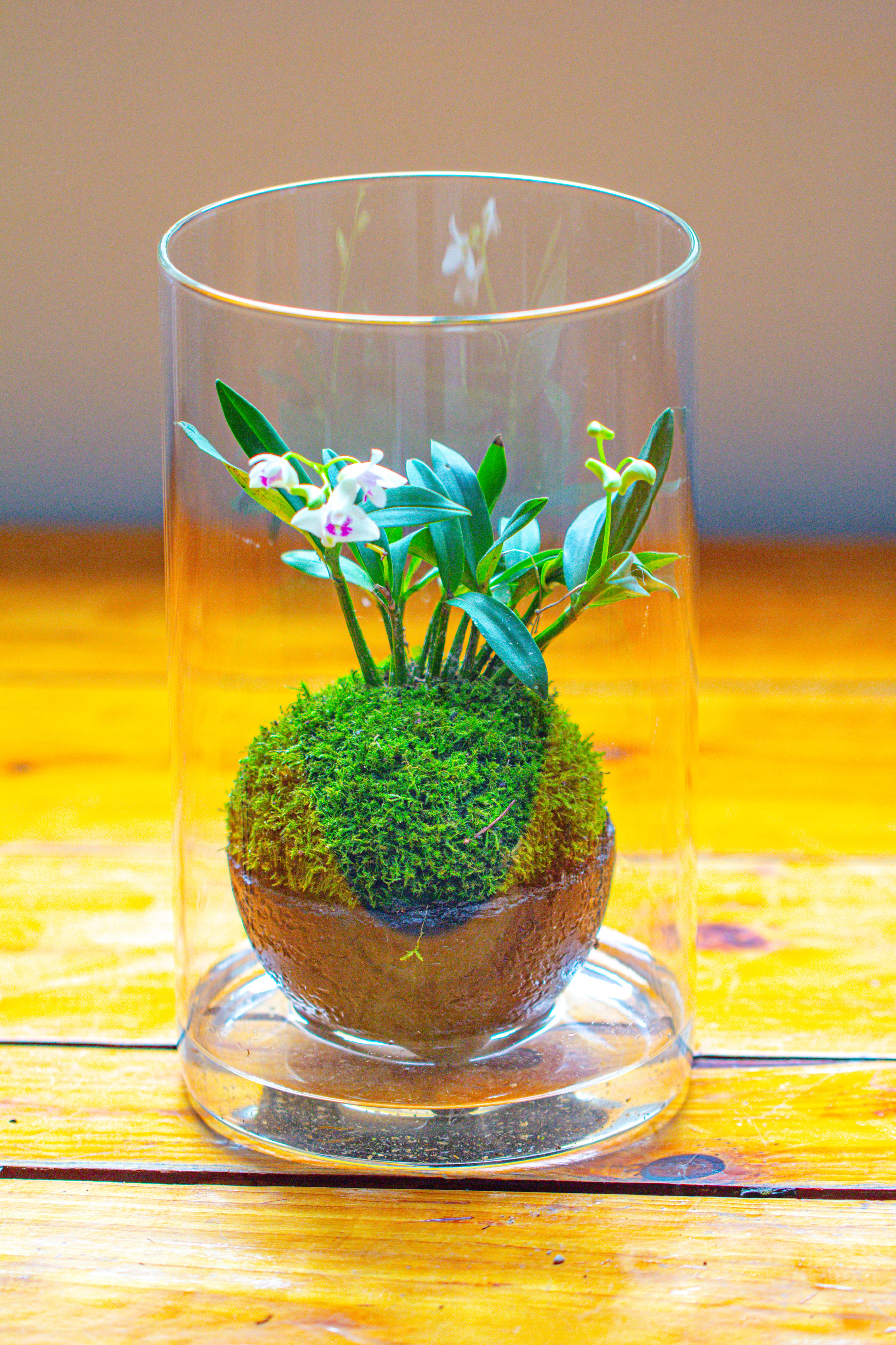 Medium Cylinder Terrarium with LED Grow Lamp, Acrylic Lid Set for Bog, Carnivorous plants -15x25cm - NCYPgarden
