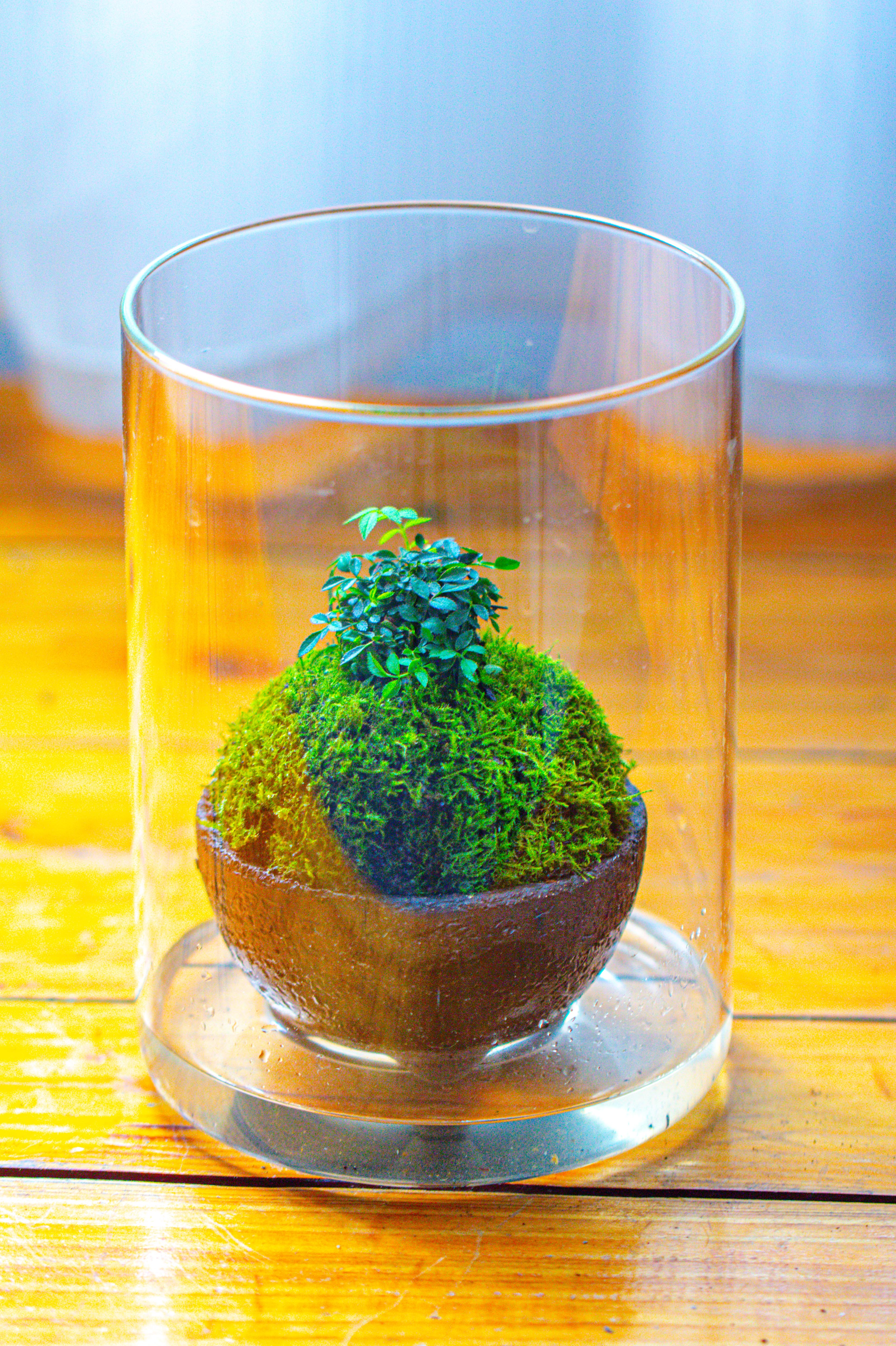Small Cylinder Terrarium with LED Grow Lamp, Acrylic Lid Set for Bog, Carnivorous plants-15x20cm - NCYPgarden