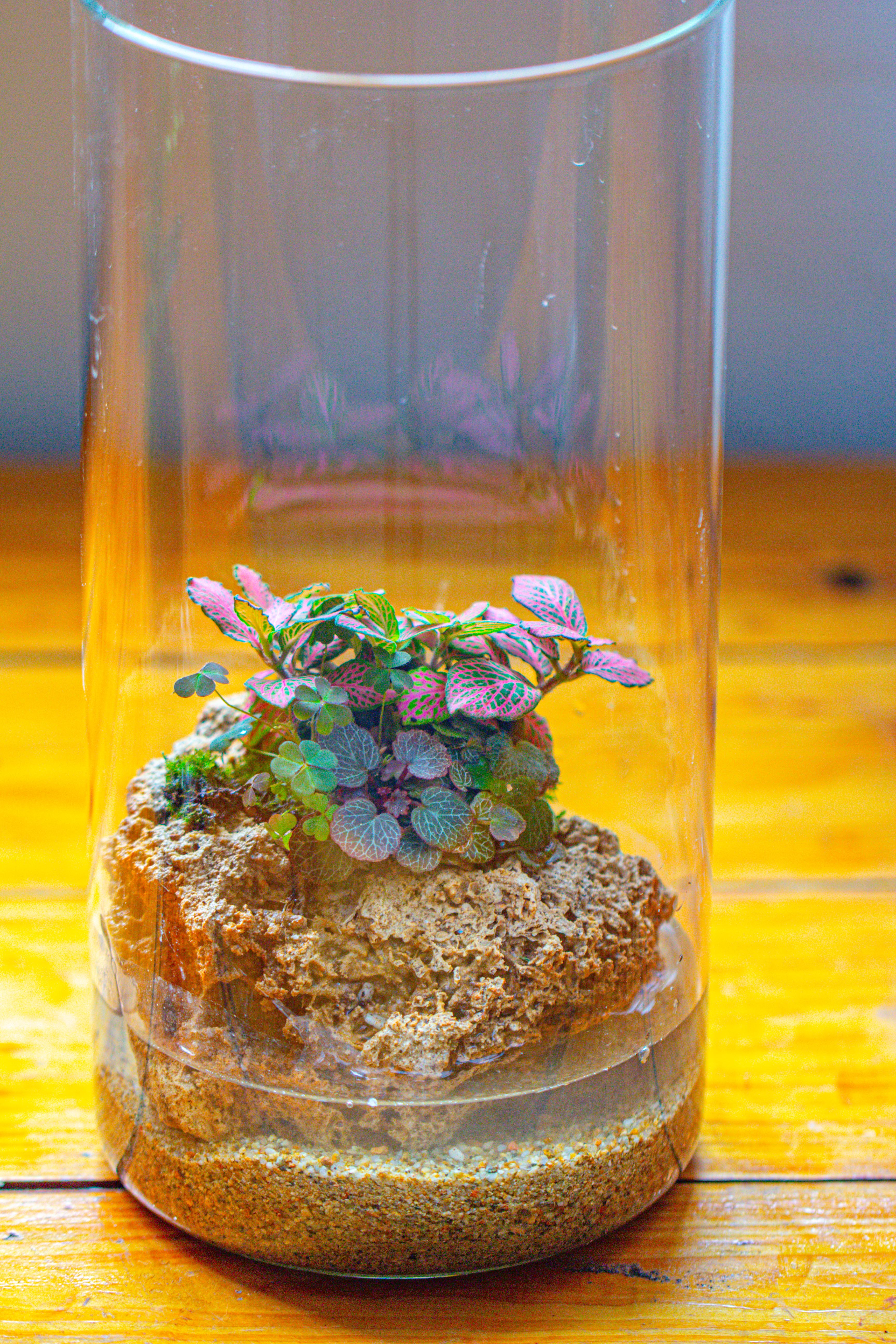 Large Cylinder Terrarium with LED Grow Lamp, Acrylic Lid Set for Bog, Carnivorous plants -15x30cm - NCYPgarden