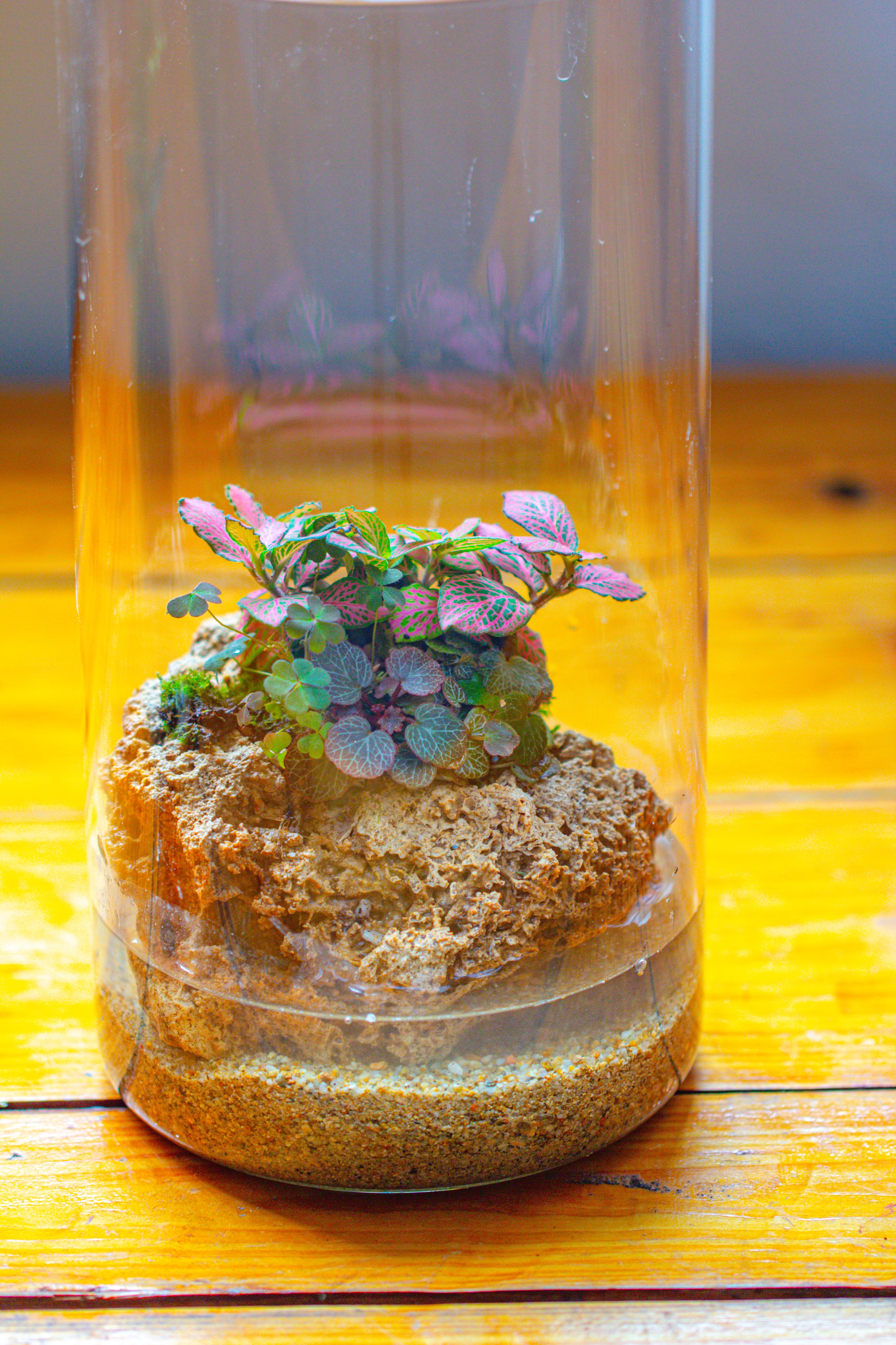 Large Cylinder Terrarium with LED Grow Lamp, Acrylic Lid Set for Bog, Carnivorous plants -15x30cm - NCYPgarden