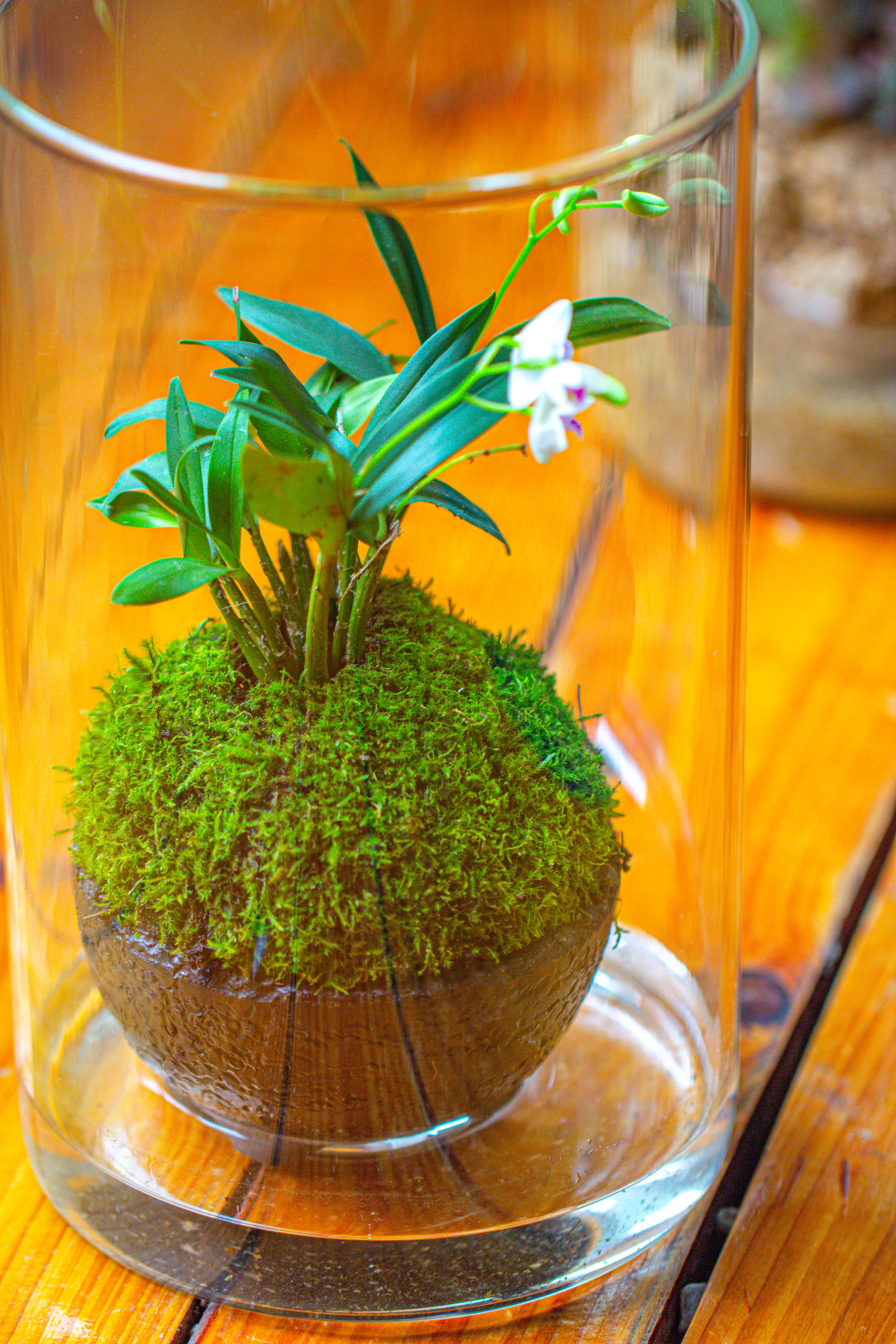 Medium Cylinder Terrarium with LED Grow Lamp, Acrylic Lid Set for Bog, Carnivorous plants -15x25cm - NCYPgarden