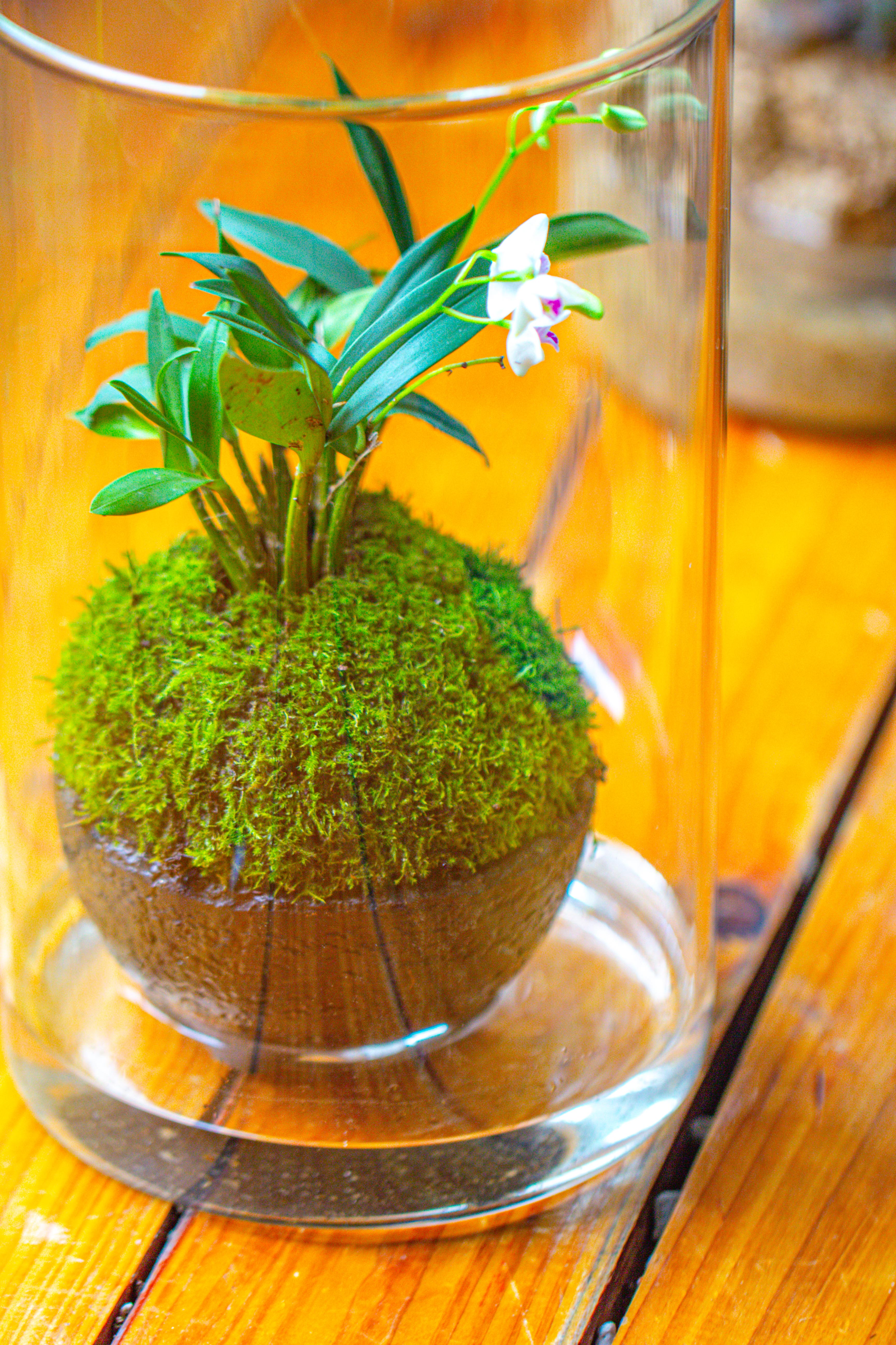 Medium Cylinder Terrarium with LED Grow Lamp, Acrylic Lid Set for Bog, Carnivorous plants -15x25cm - NCYPgarden