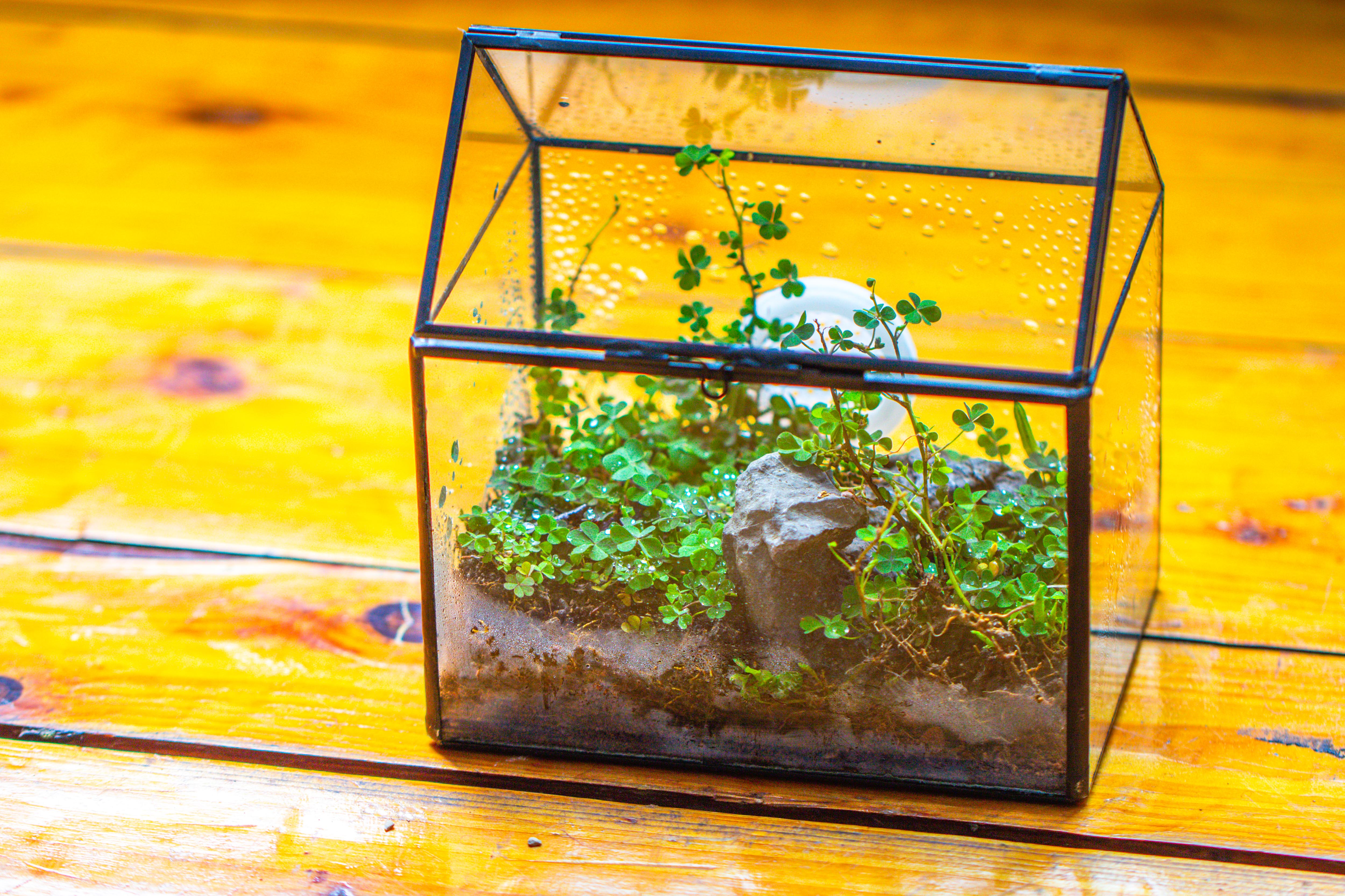 Handmade NCYP Geometric Glass Black Terrarium Box House Shape Close, Tabletop, Swing Lid  for Air Plants Moss Snail Reptile Habitat - NCYPgarden