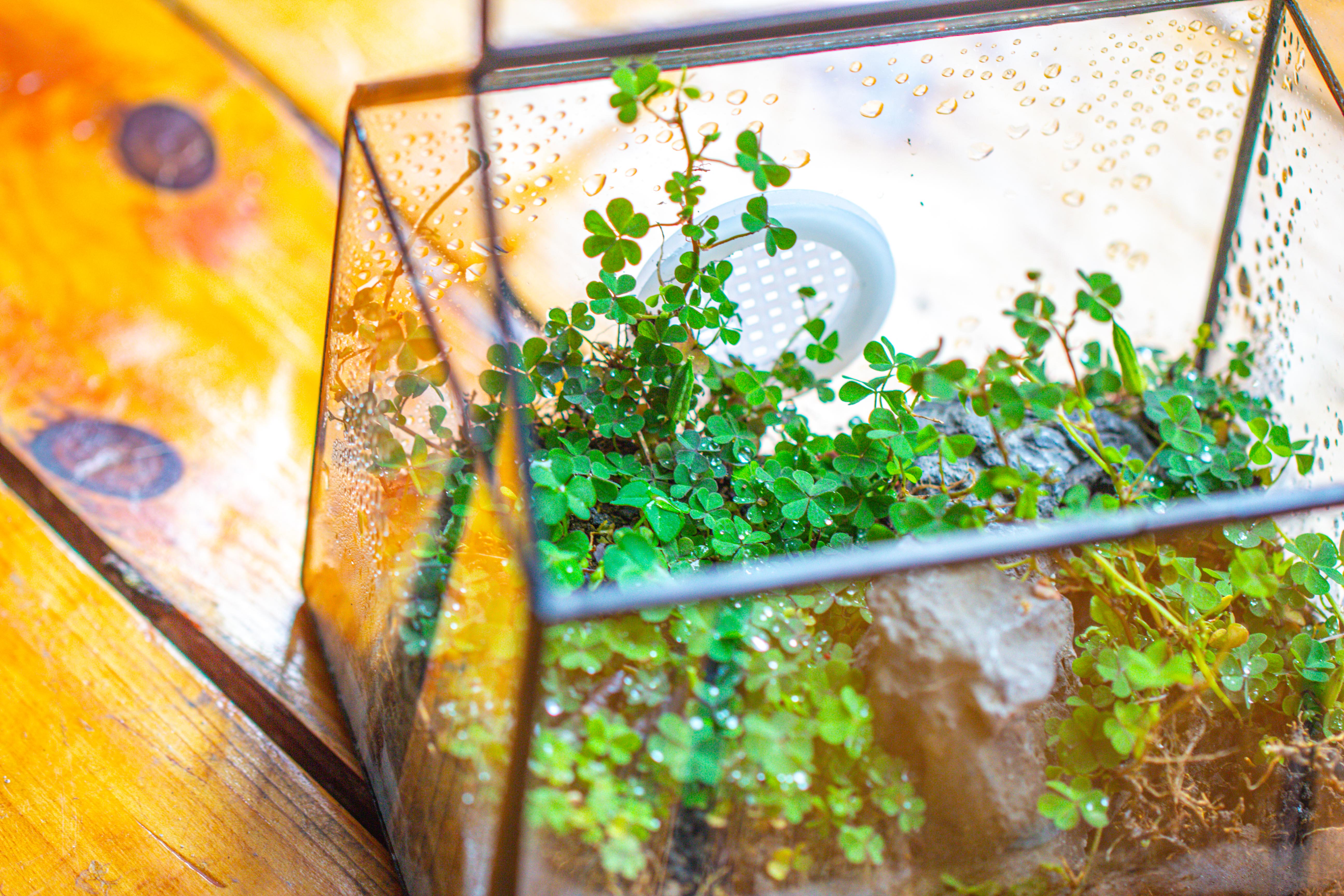 Handmade NCYP Geometric Glass Black Terrarium Box House Shape Close, Tabletop, Swing Lid  for Air Plants Moss Snail Reptile Habitat - NCYPgarden