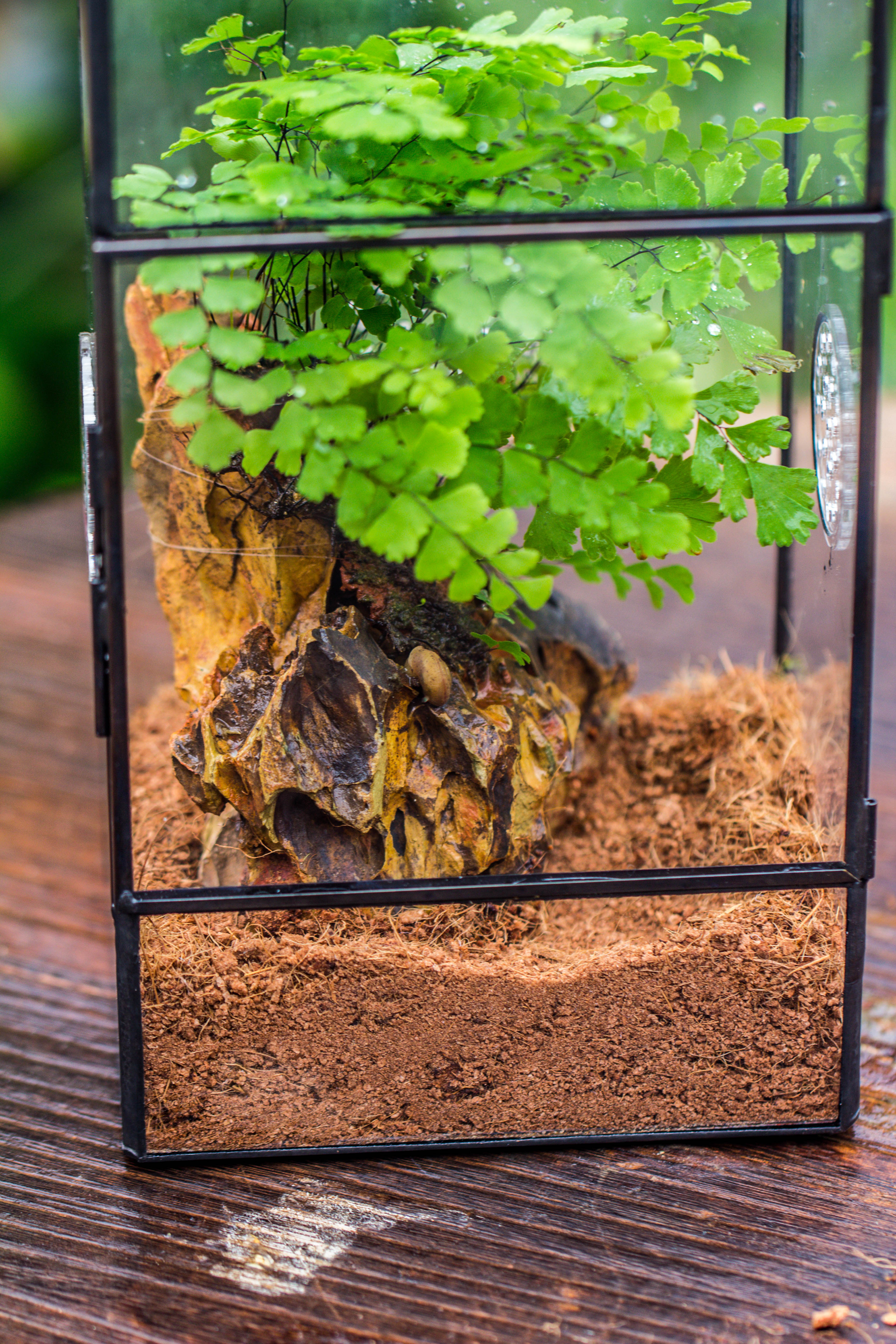 NCYP Rectangle Tin and Glass Geometric Terrarium,  with side door,  with Mesh  / vent holes for small Insects Pet - NCYPgarden