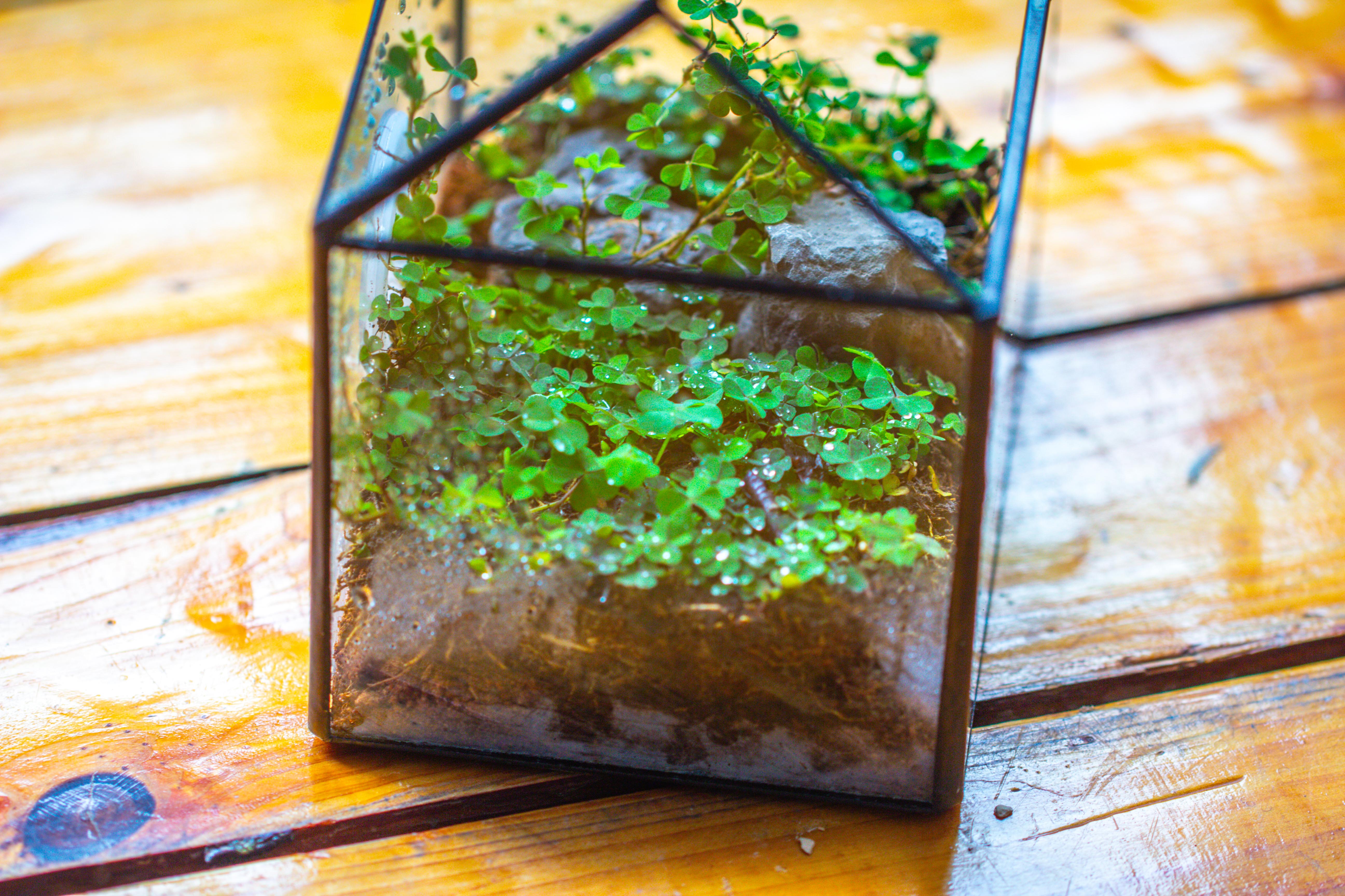 Handmade NCYP Geometric Glass Black Terrarium Box House Shape Close, Tabletop, Swing Lid  for Air Plants Moss Snail Reptile Habitat - NCYPgarden