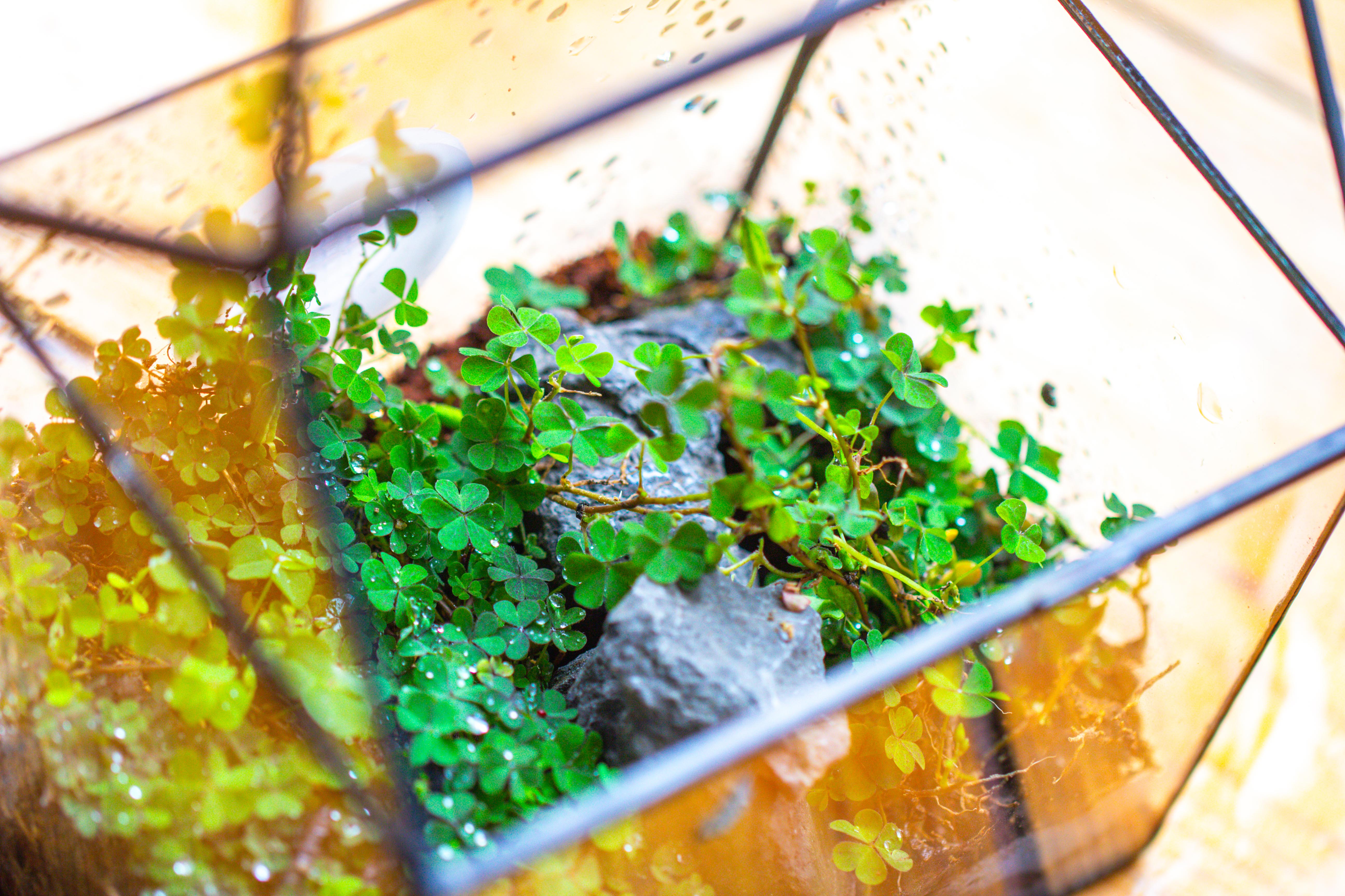 Handmade NCYP Geometric Glass Black Terrarium Box House Shape Close, Tabletop, Swing Lid  for Air Plants Moss Snail Reptile Habitat - NCYPgarden