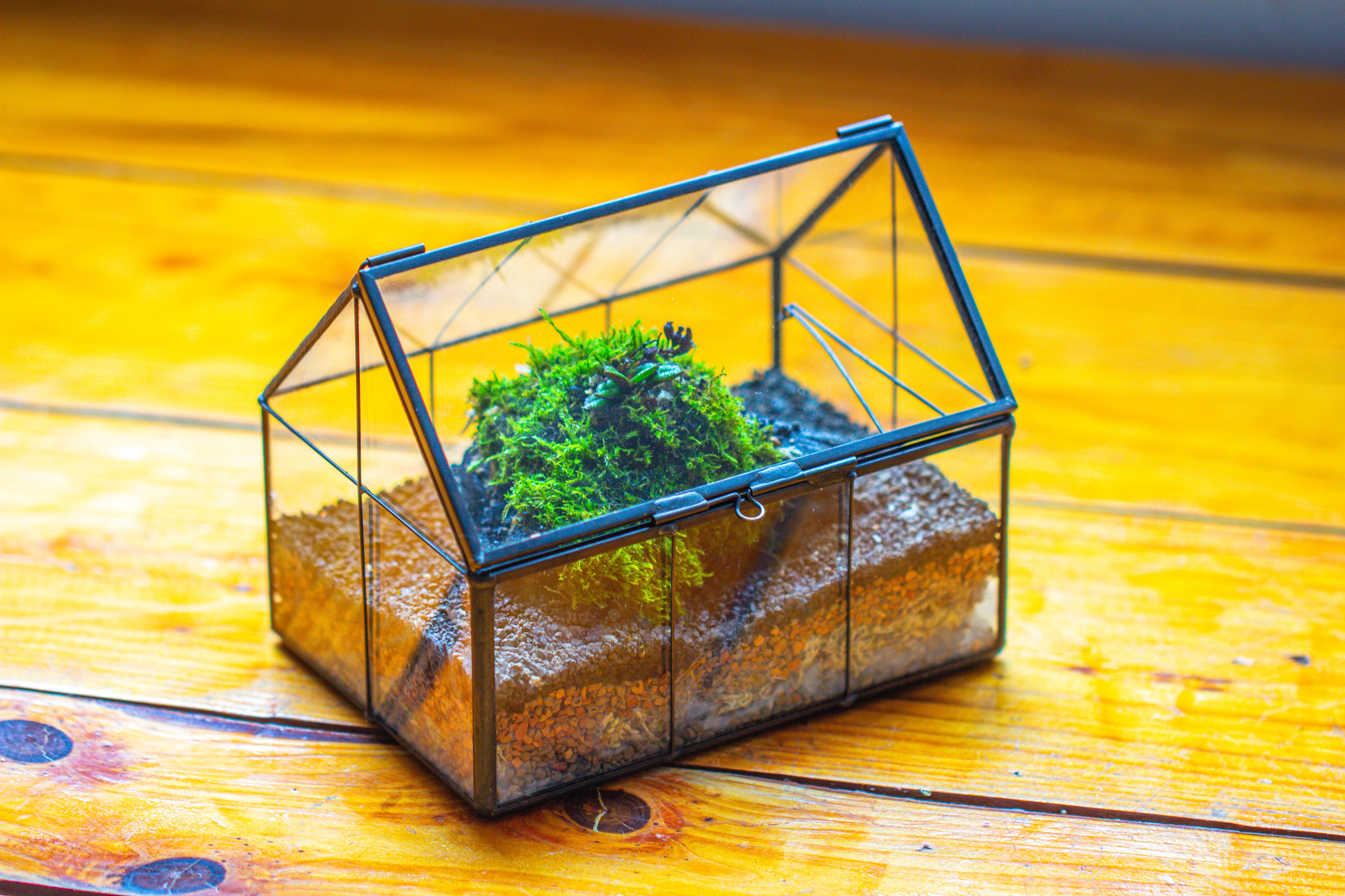 NCYP Mini Glass Terrarium with Lid House Shape Closed Planter Pot for Small Cactus, Succulents Plant - NCYPgarden